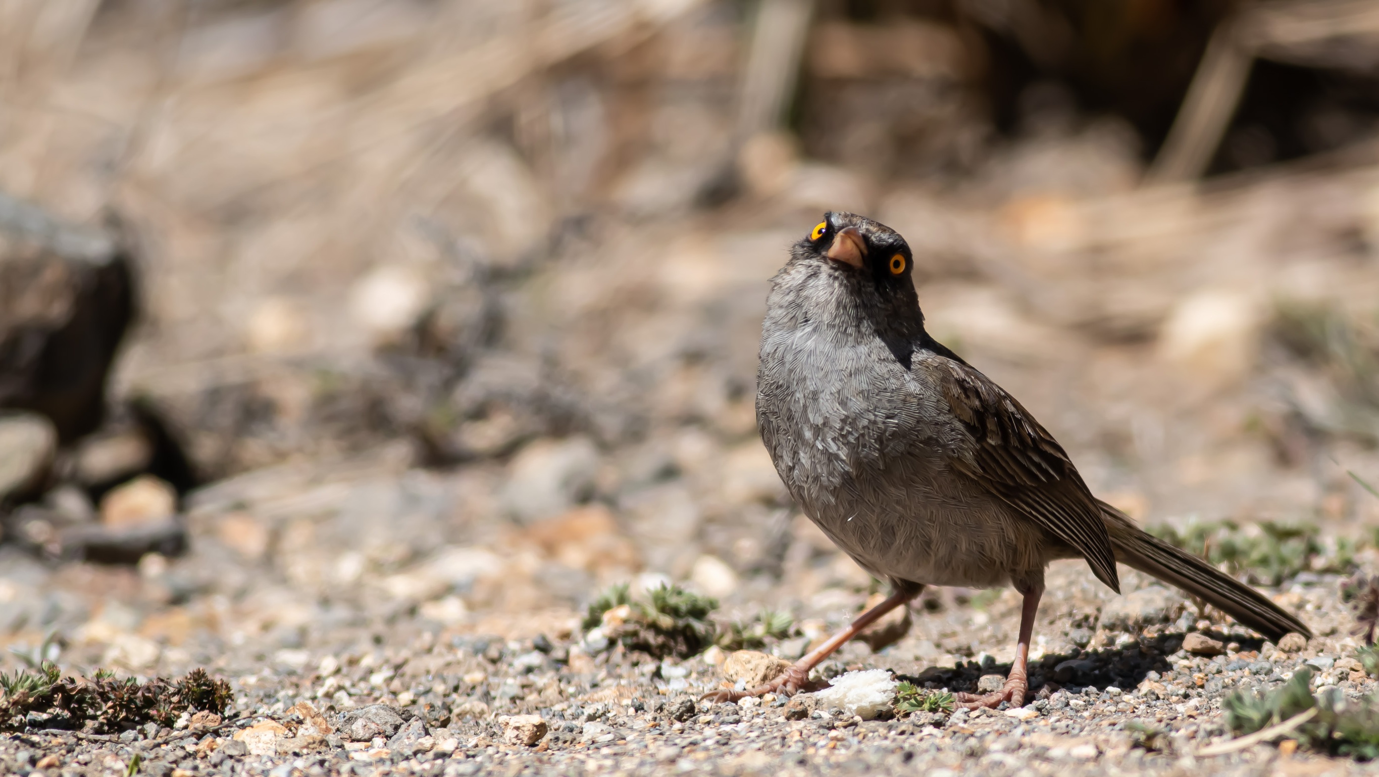 Volcano Junco
