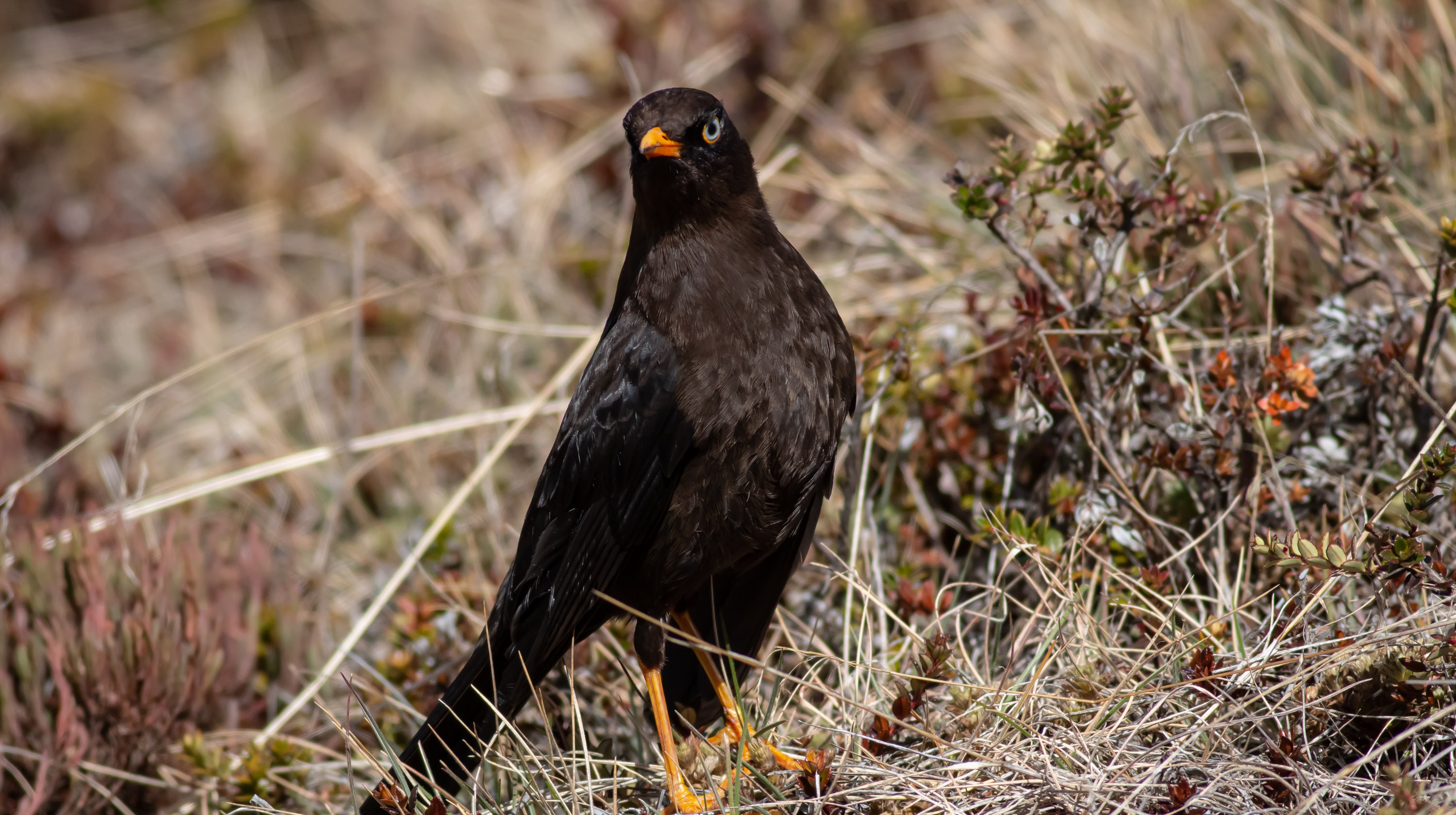 Sooty Thrush