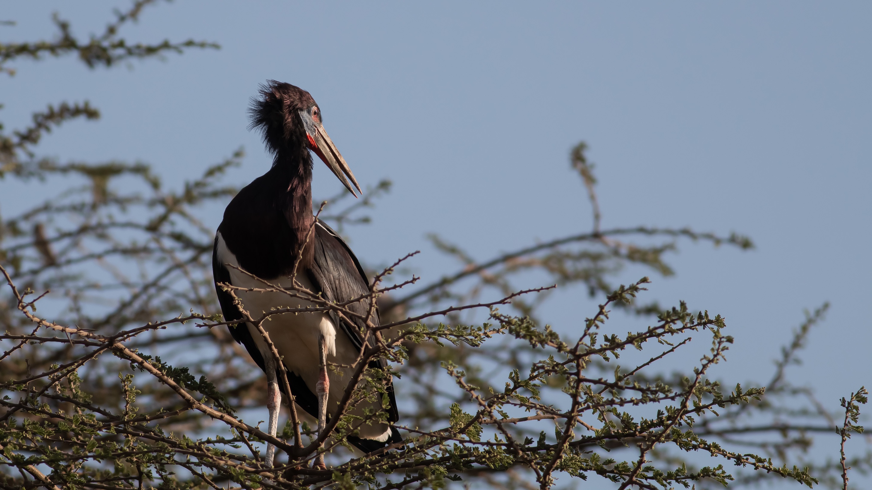 Abdim's Stork