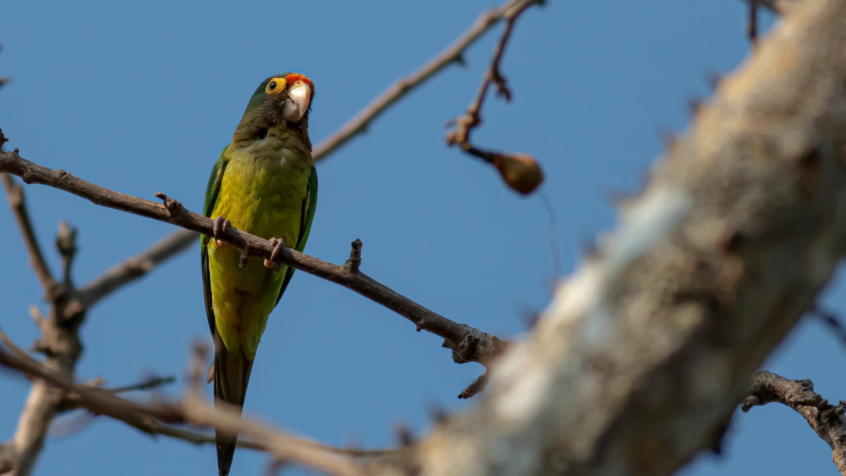 Orange-fronted Parakeet