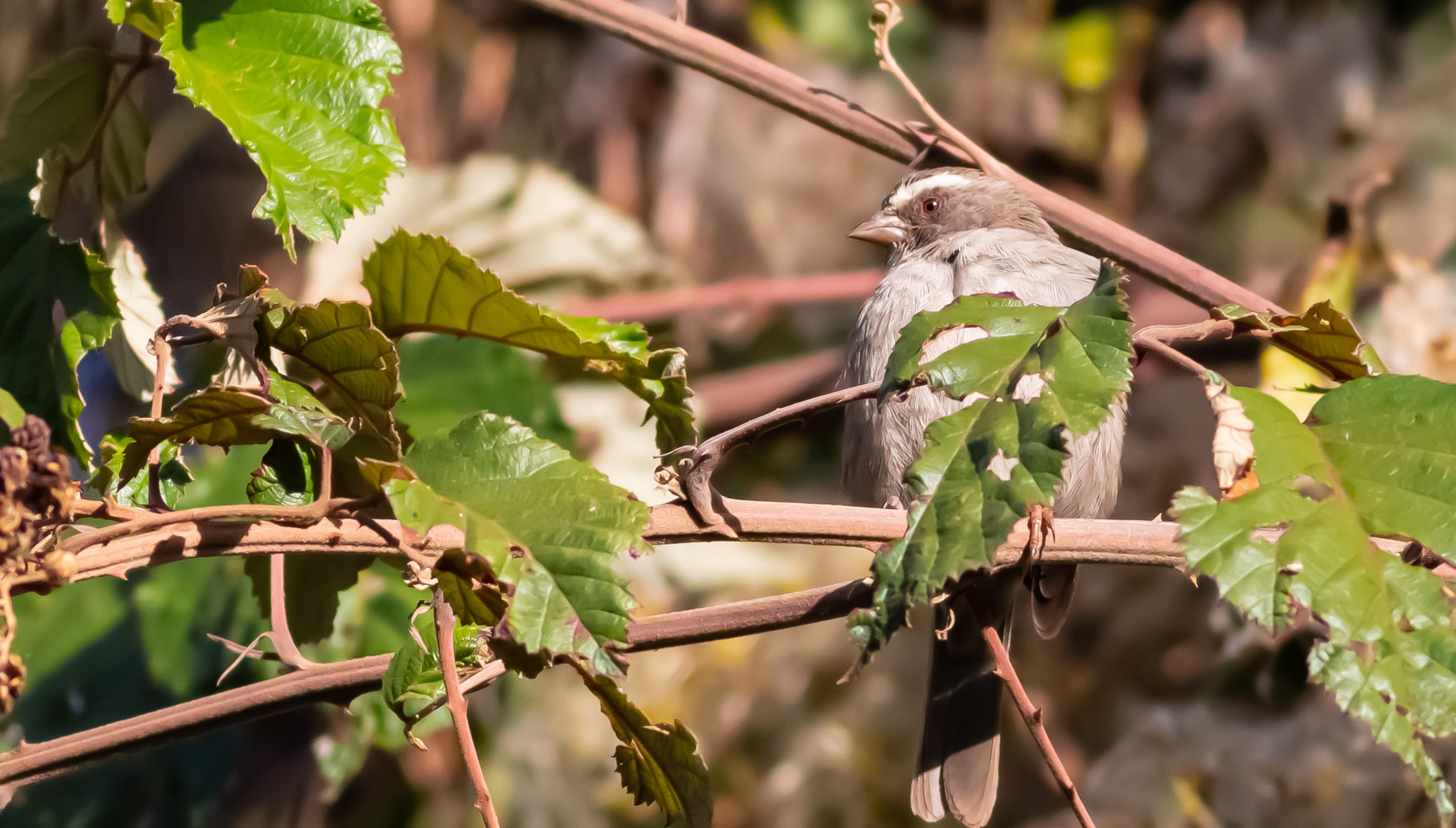 Streaky Seedeater
