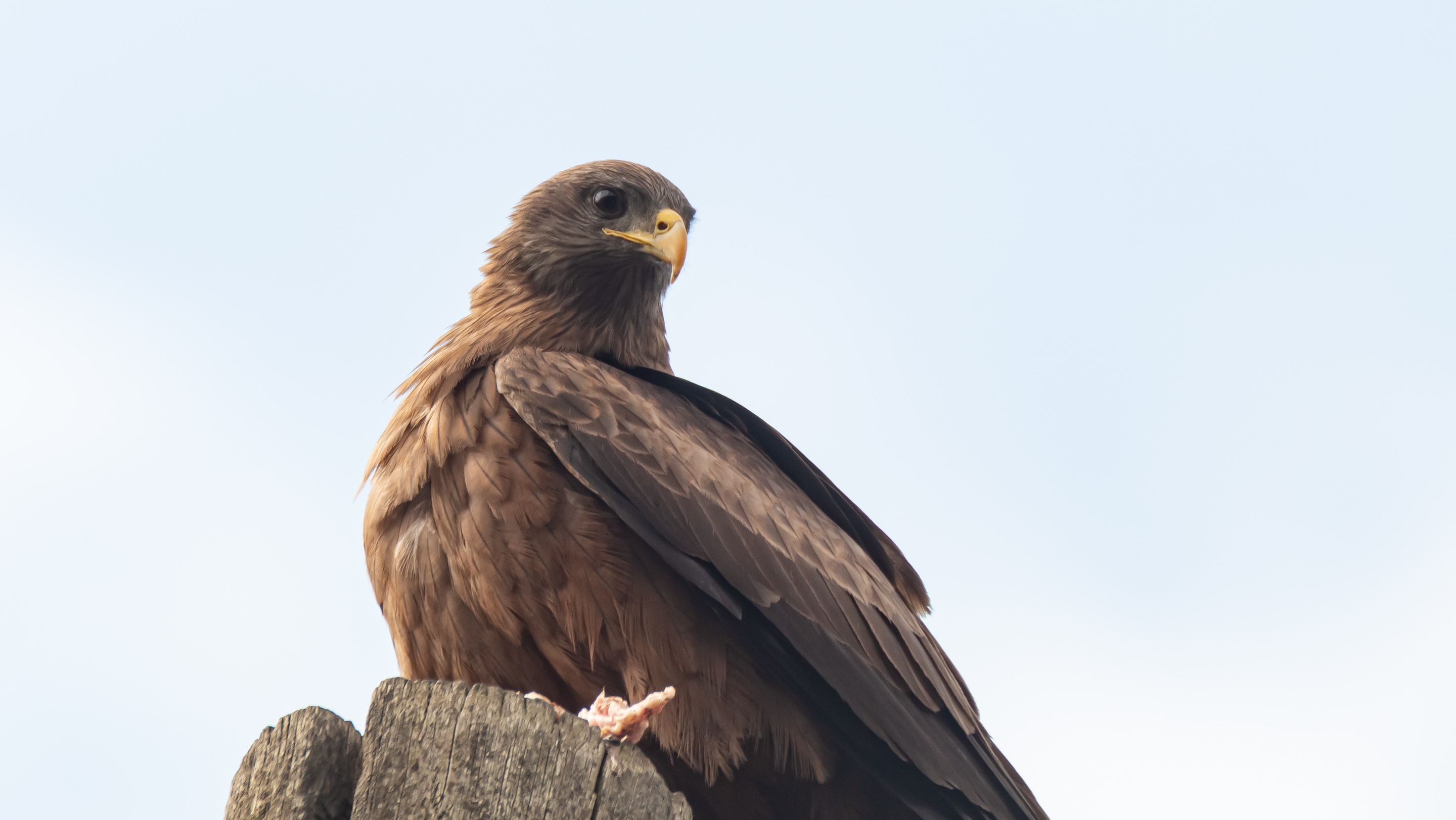 Black Kite
