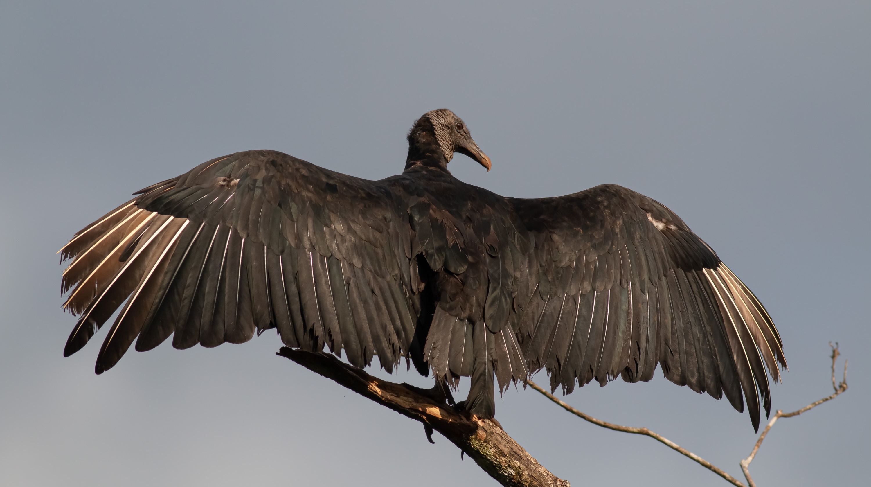 Black Vulture