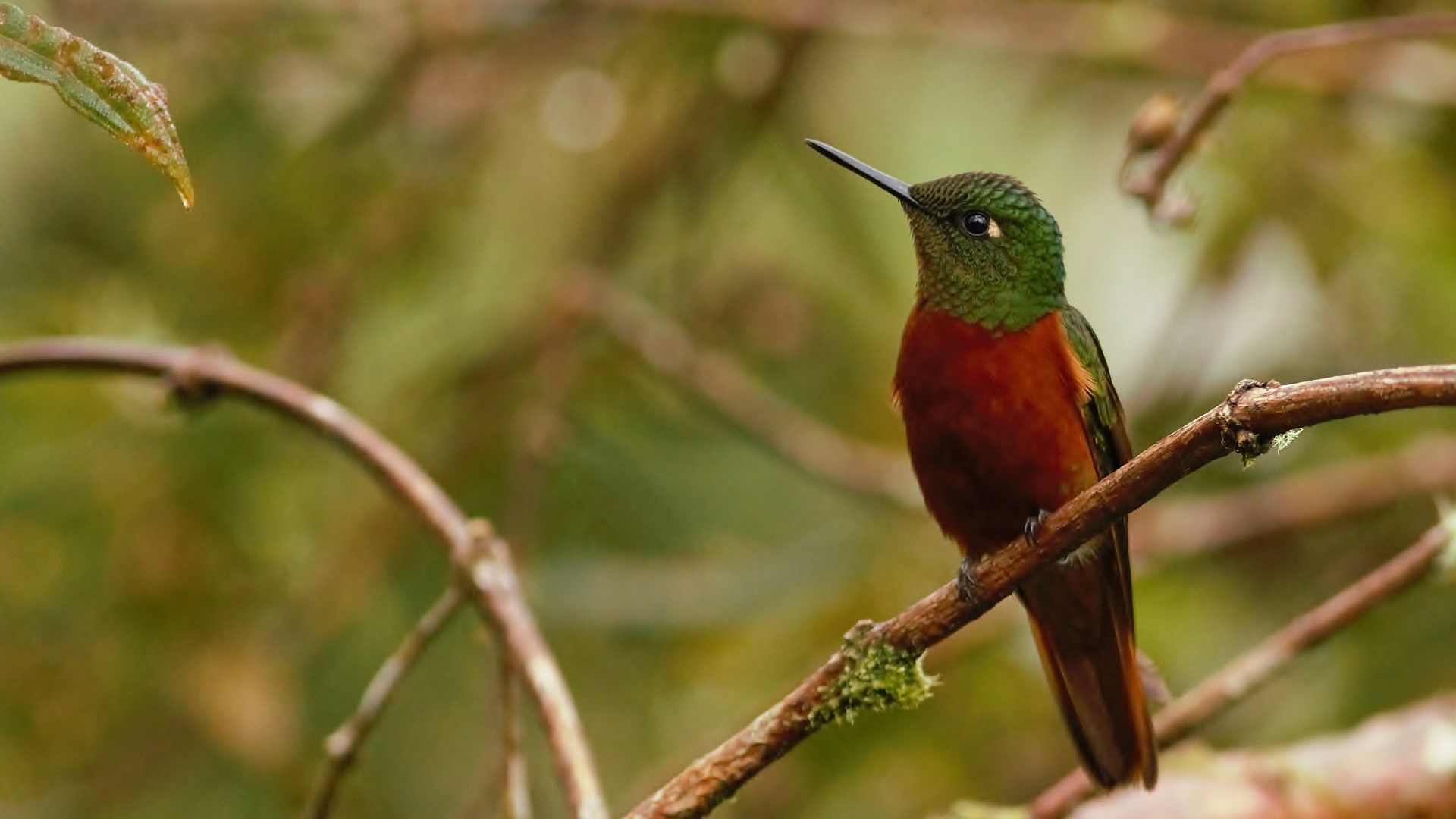 Chestnut-breasted Coronet
