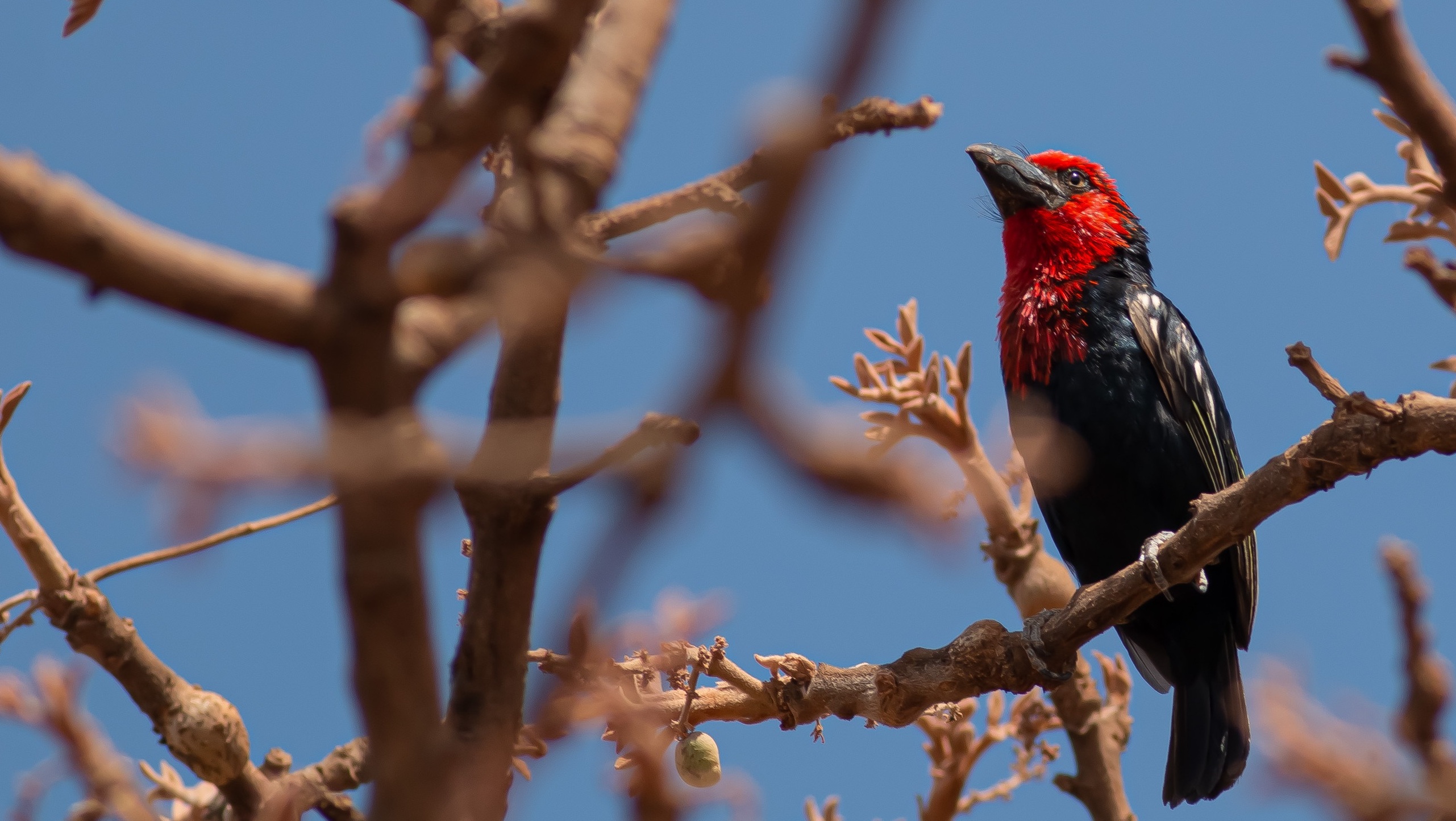 Black-billed Barbet