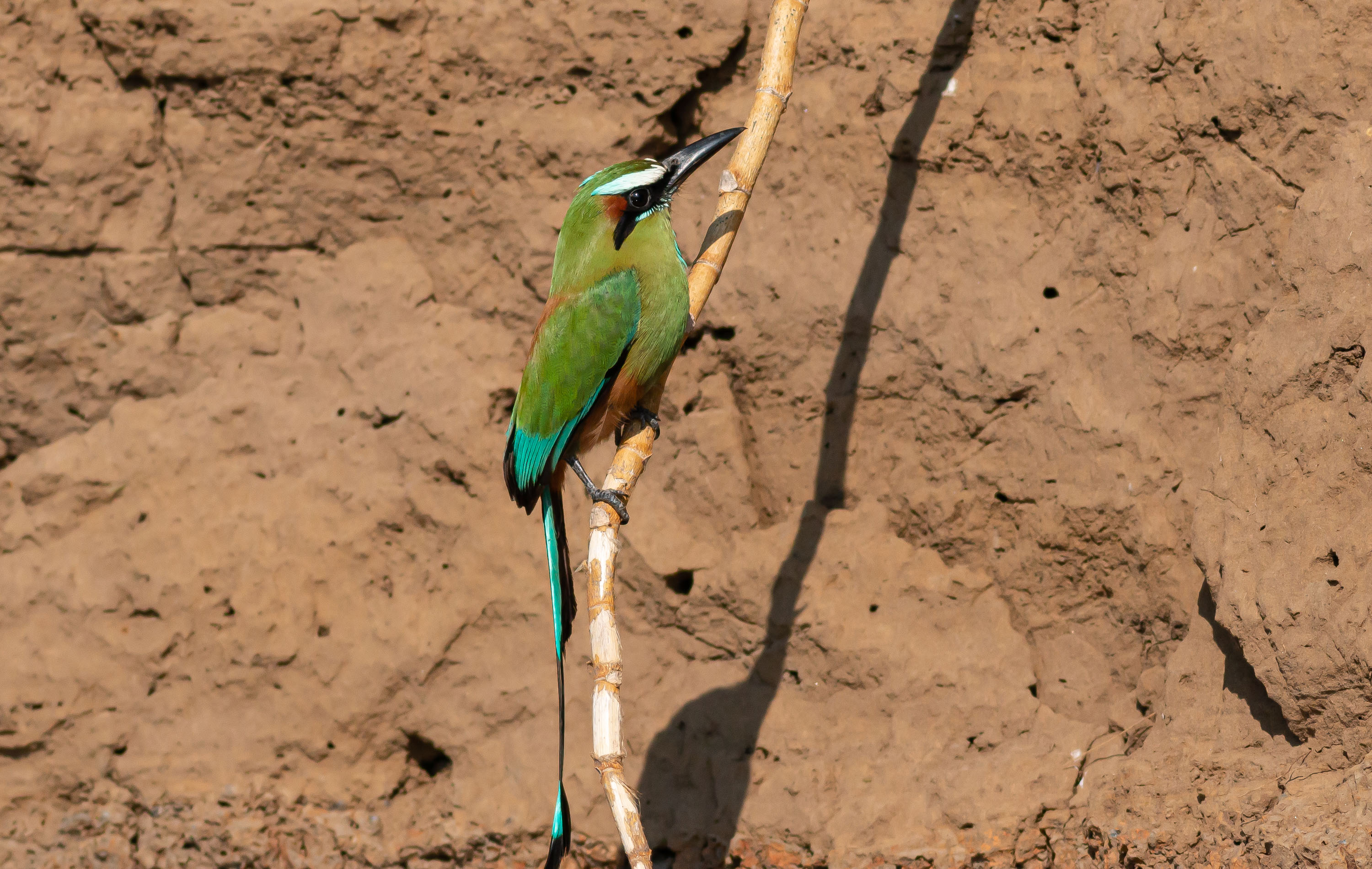 Turquoise-browed Motmot