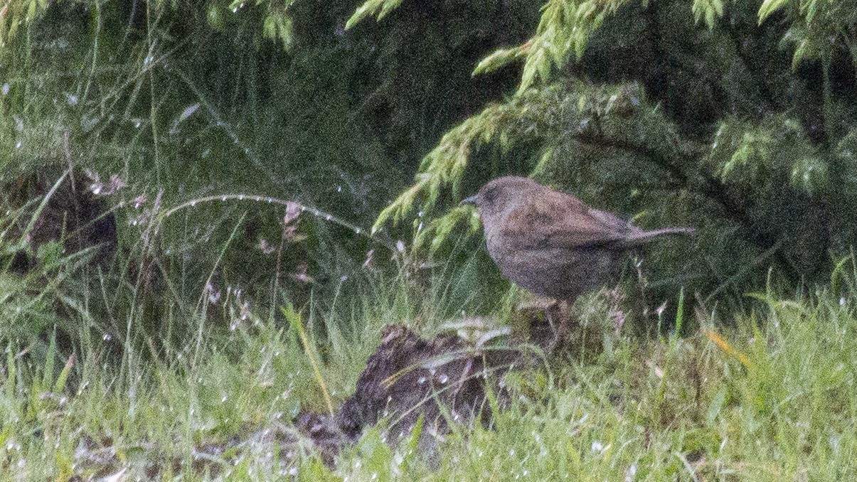 Dunnock