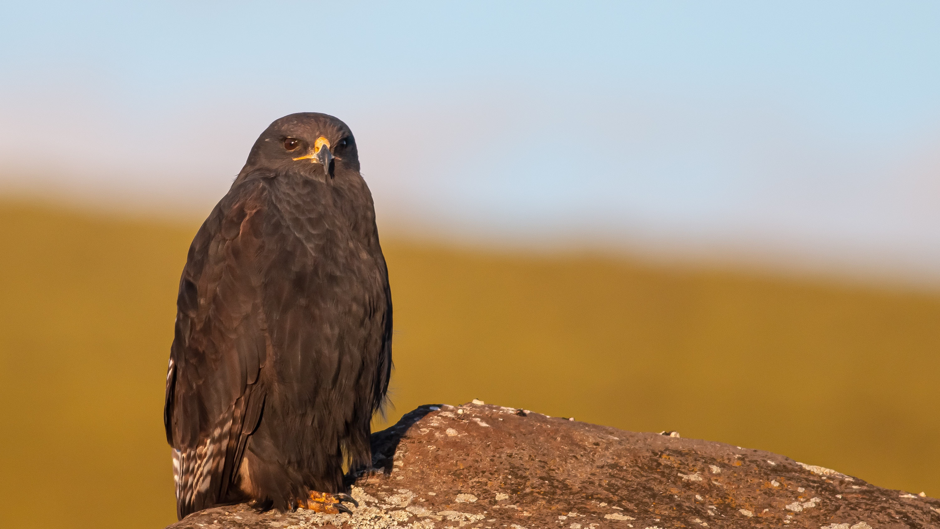 Augur Buzzard