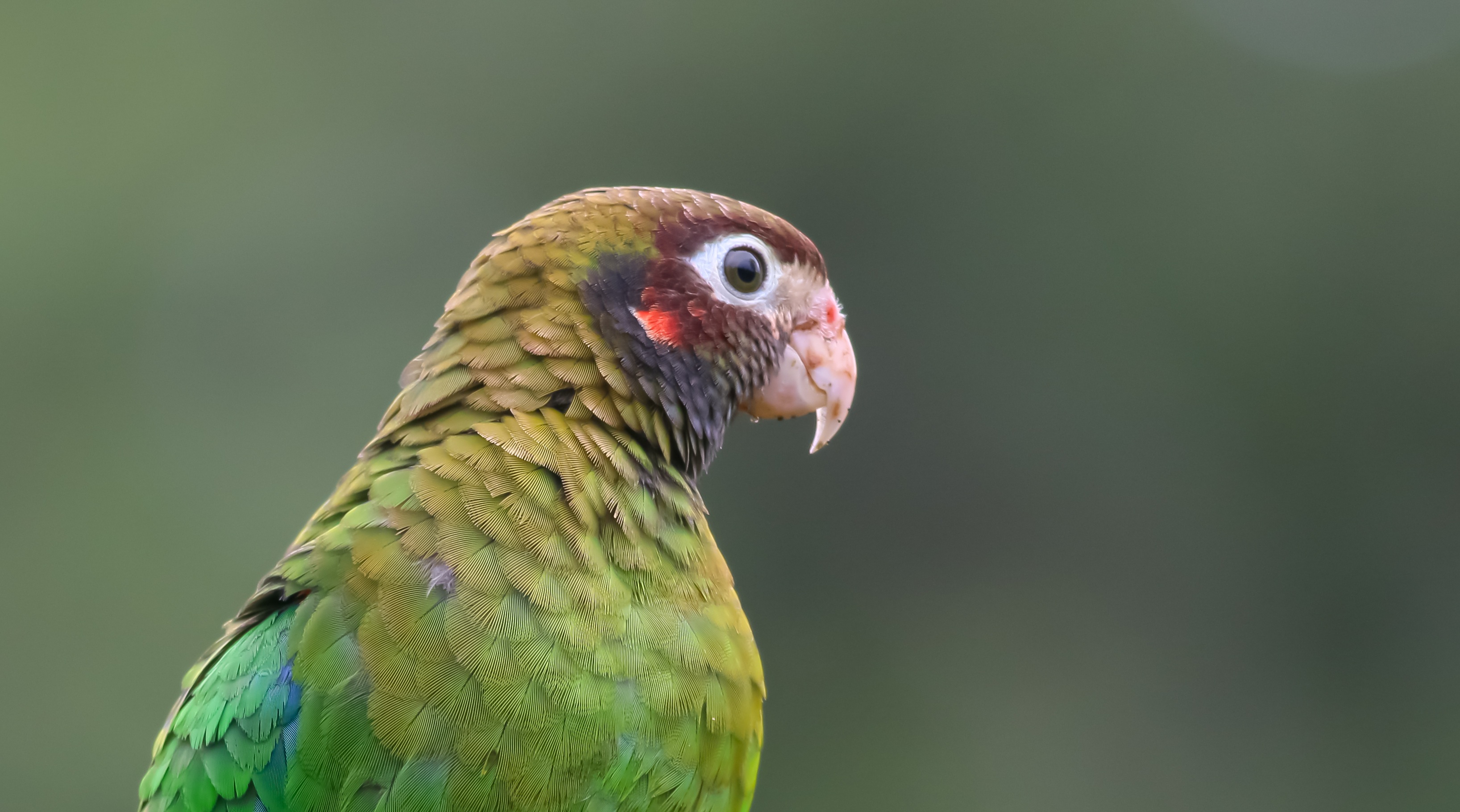 Brown-hooded Parrot