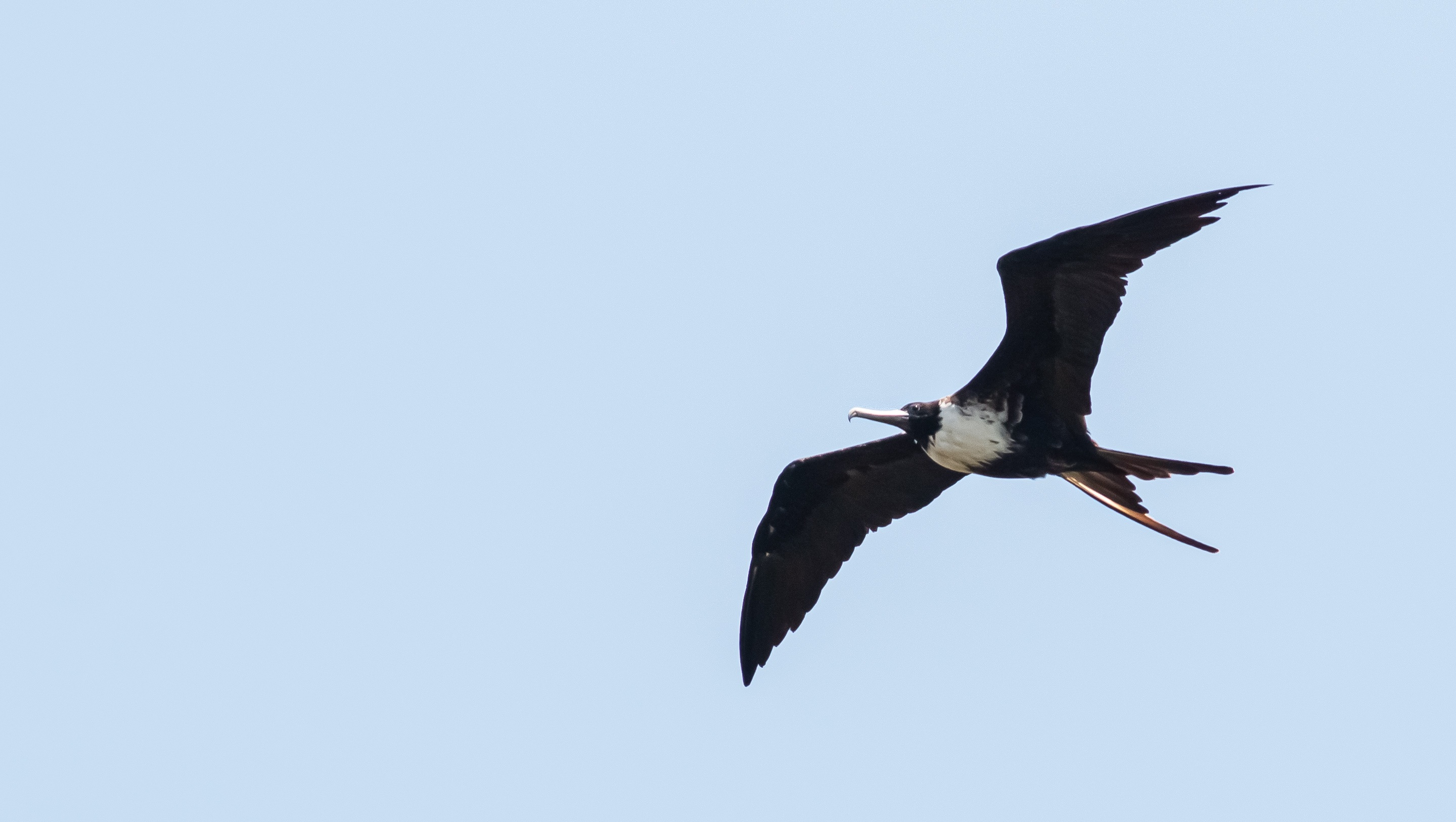 Magnificent Frigatebird