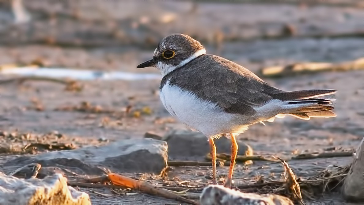 Little Ringed Plover