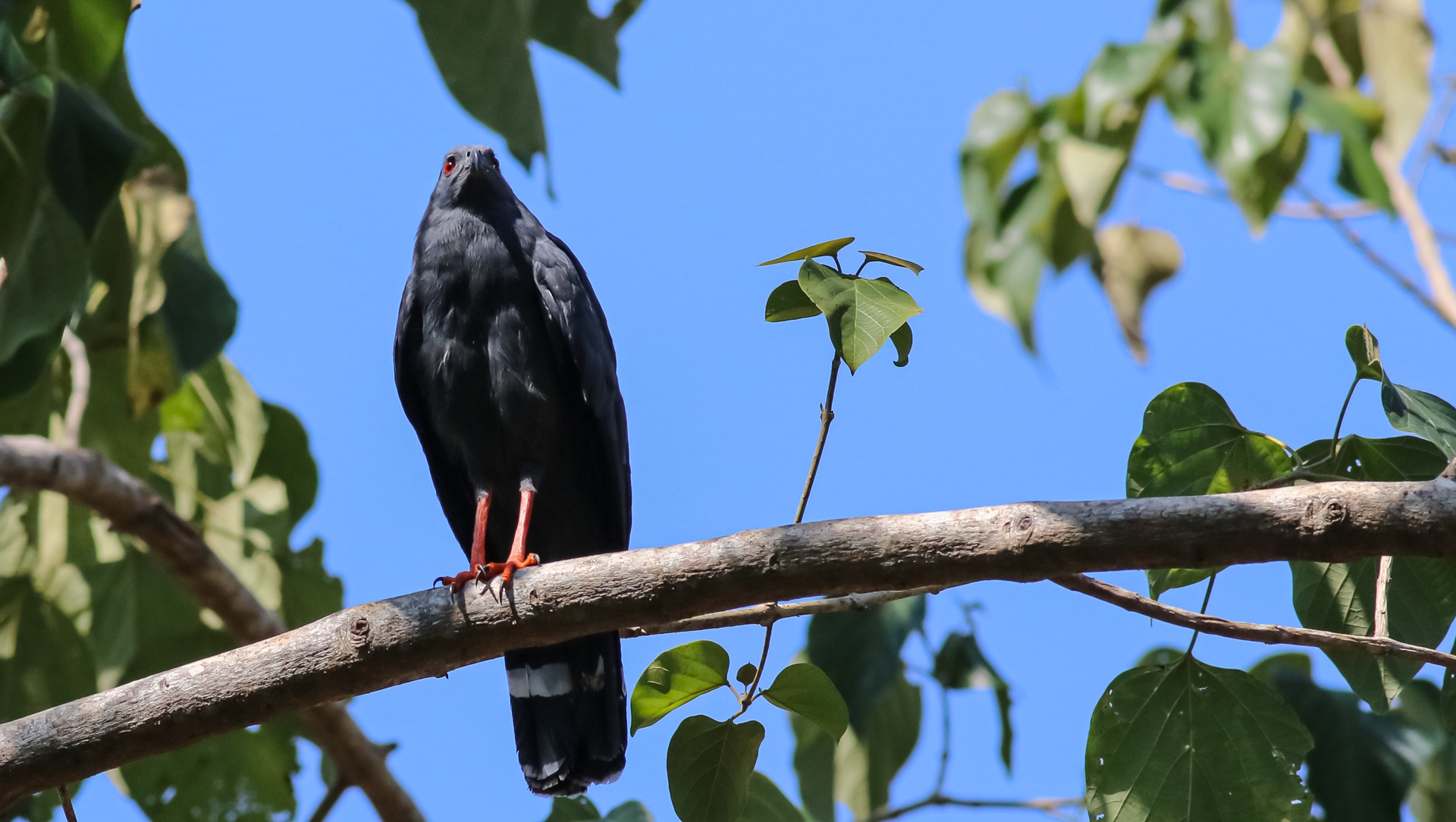 Crane Hawk