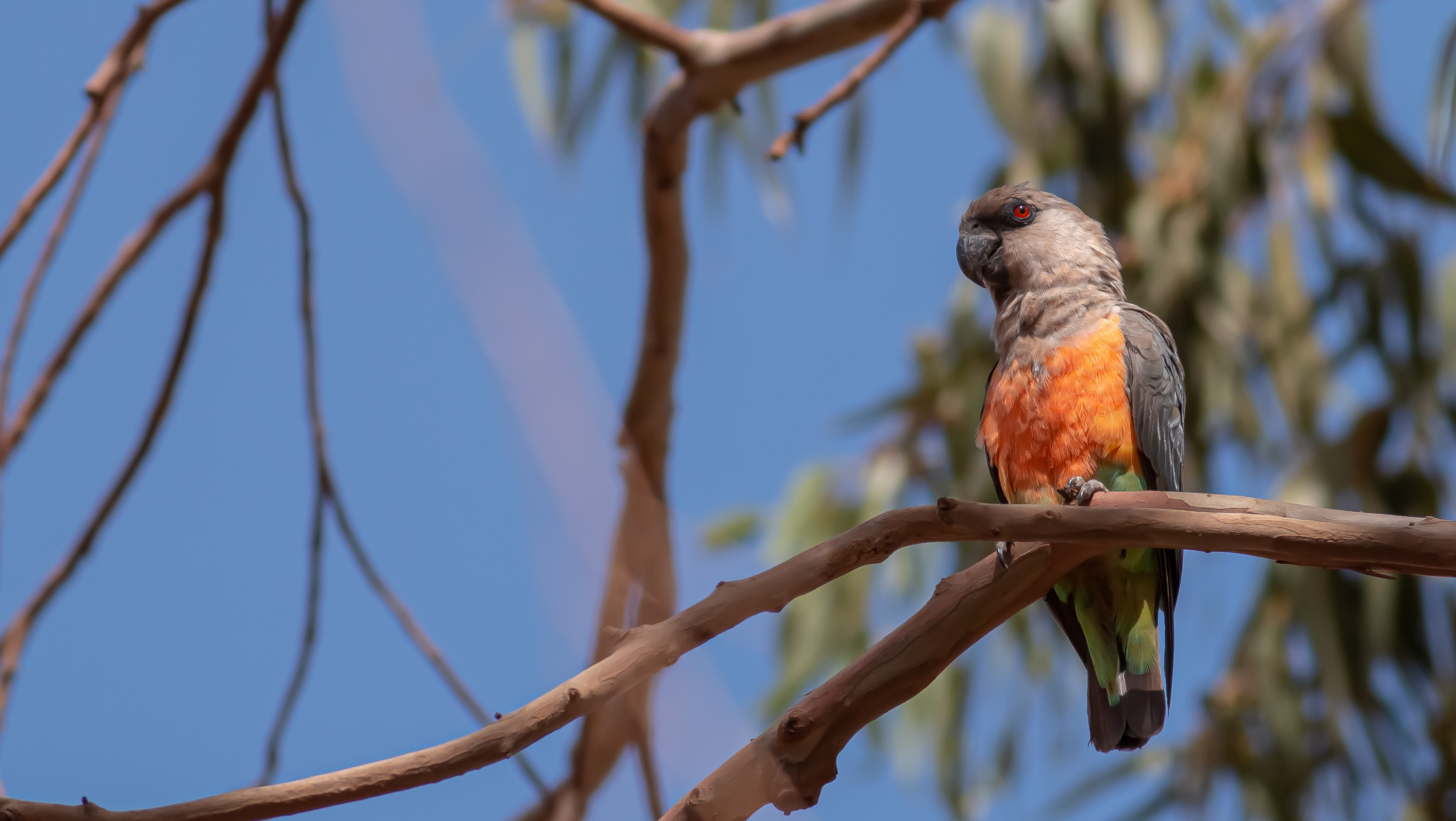 Red-bellied Parrot