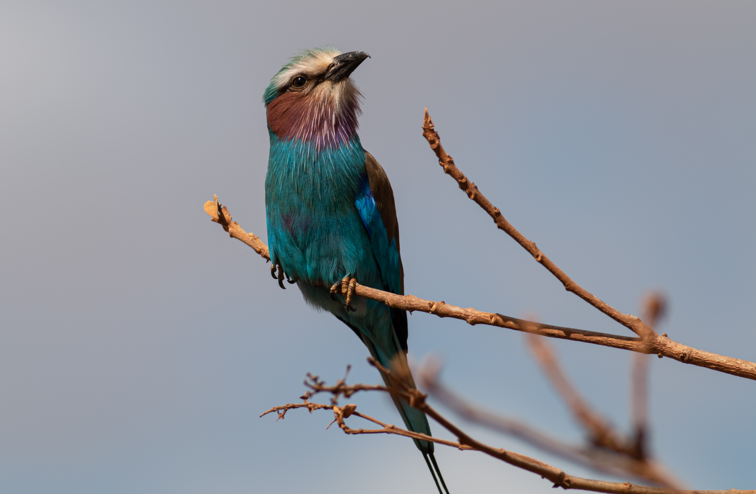 Lilac-breasted Roller