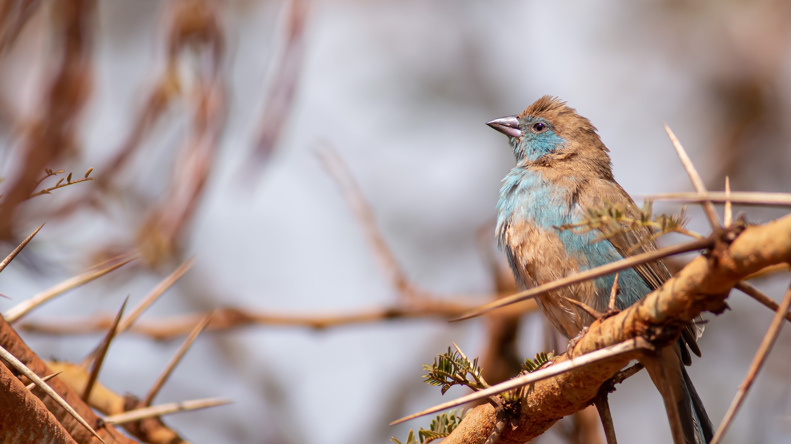 Red-cheeked Cordonbleu