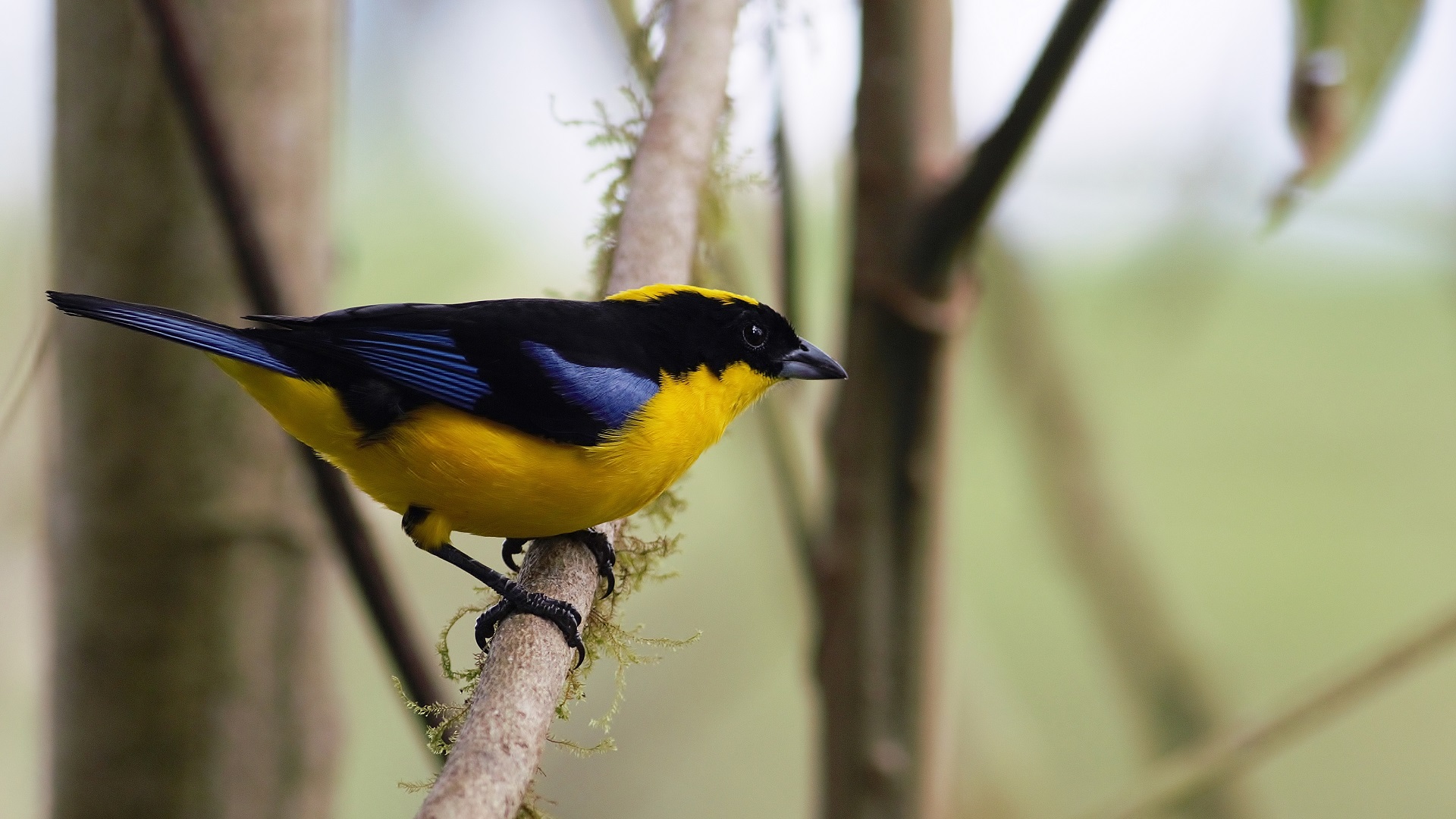 Blue-winged Mountain-Tanager