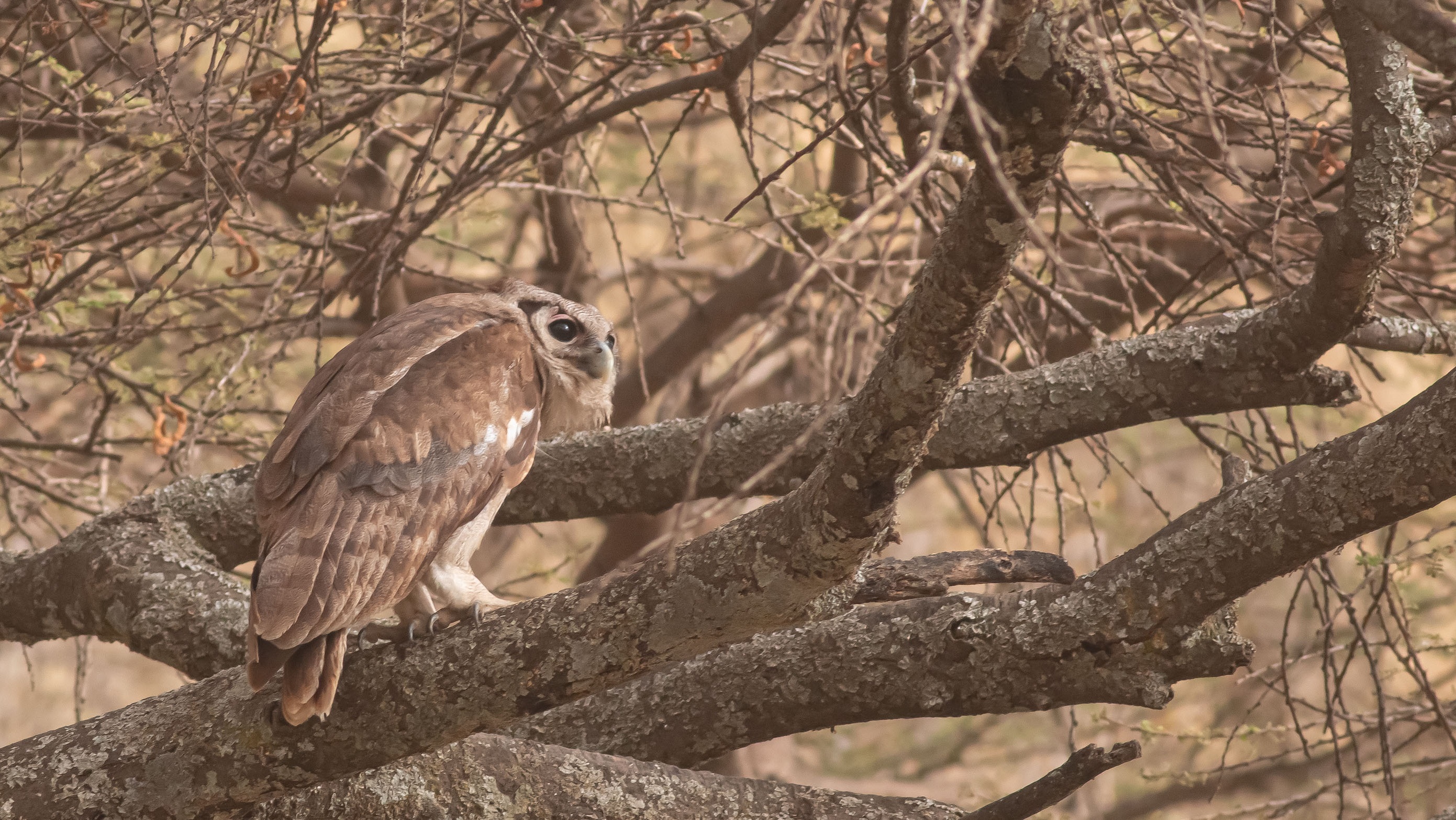 Verreaux's Eagle-Owl