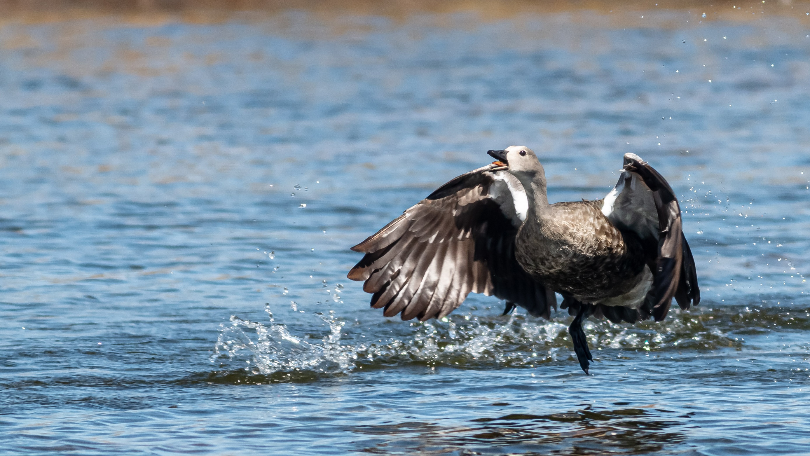 Blue-winged Goose