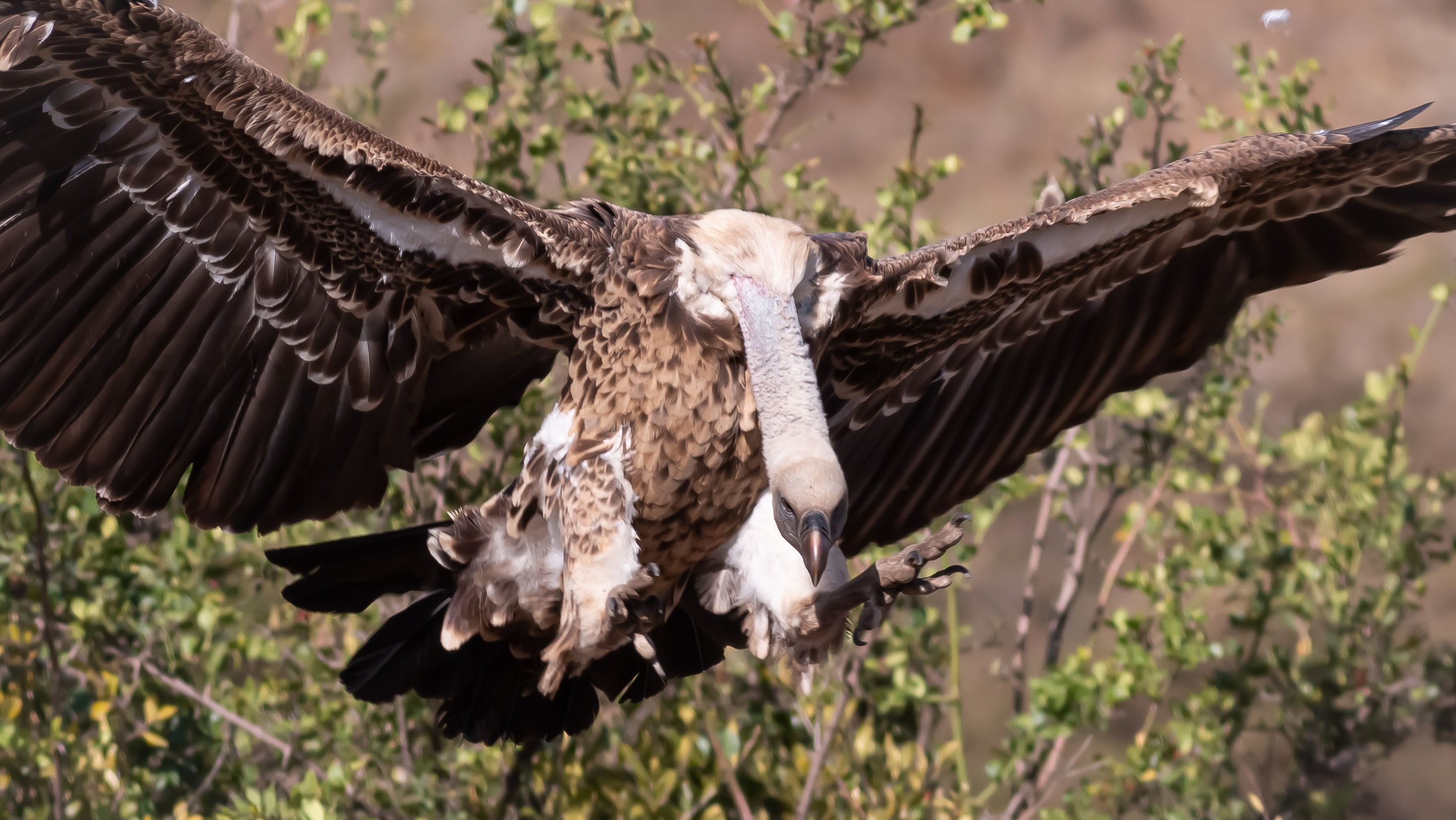 Rüppell's Griffon
