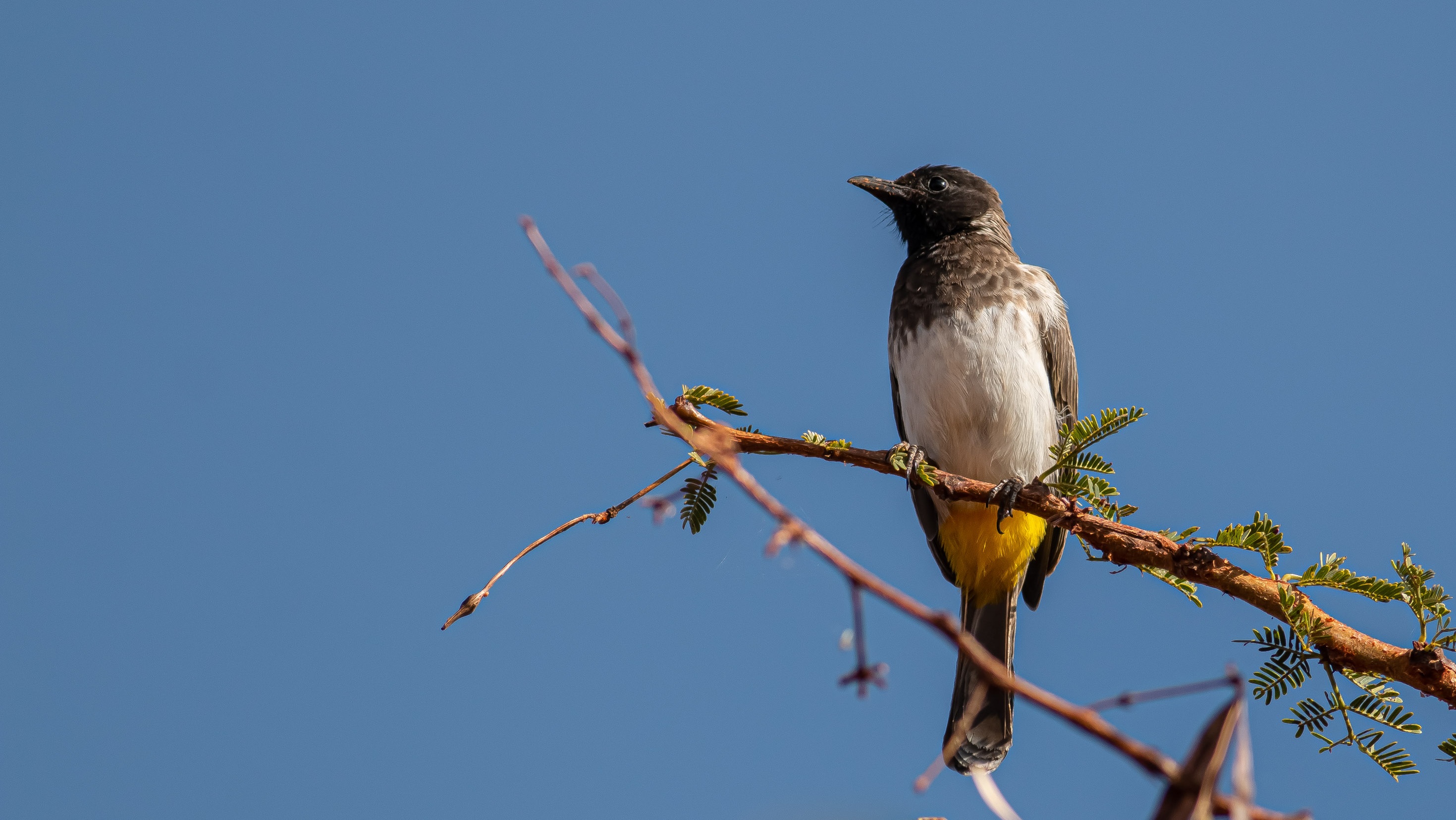 Common Bulbul