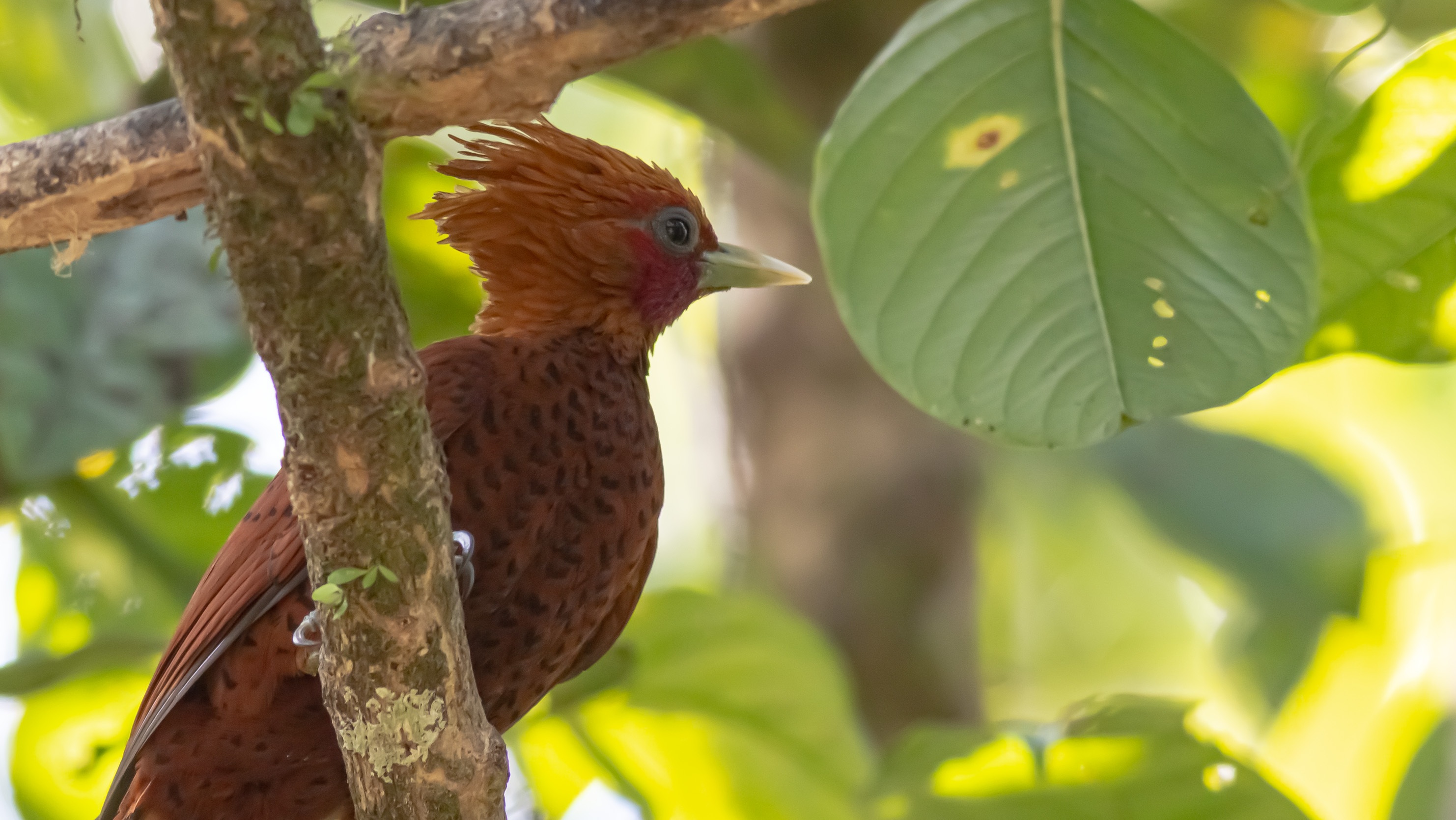 Chestnut-colored Woodpecker