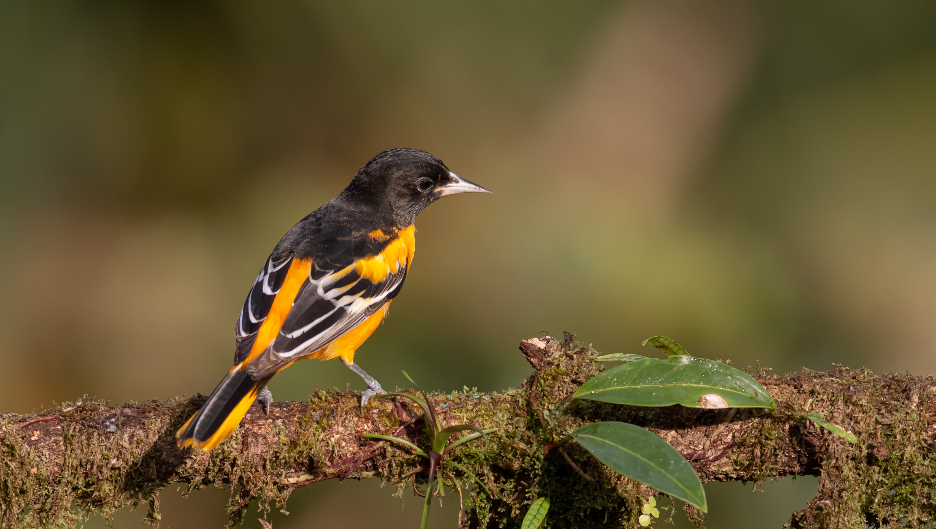 Baltimore Oriole