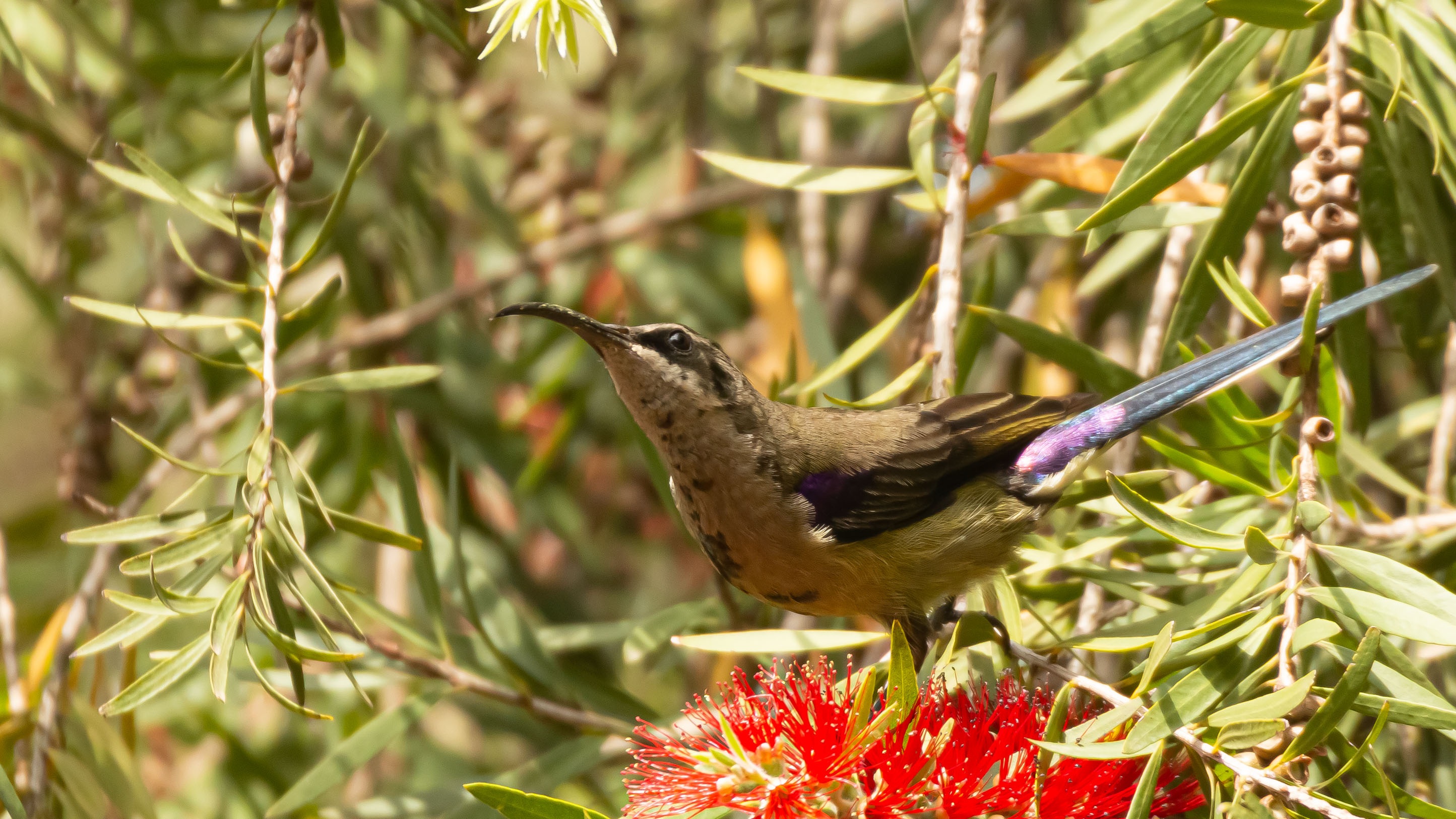 Tacazze Sunbird
