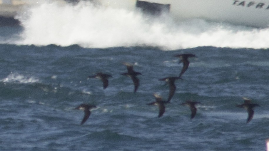 Yelkouan Shearwater