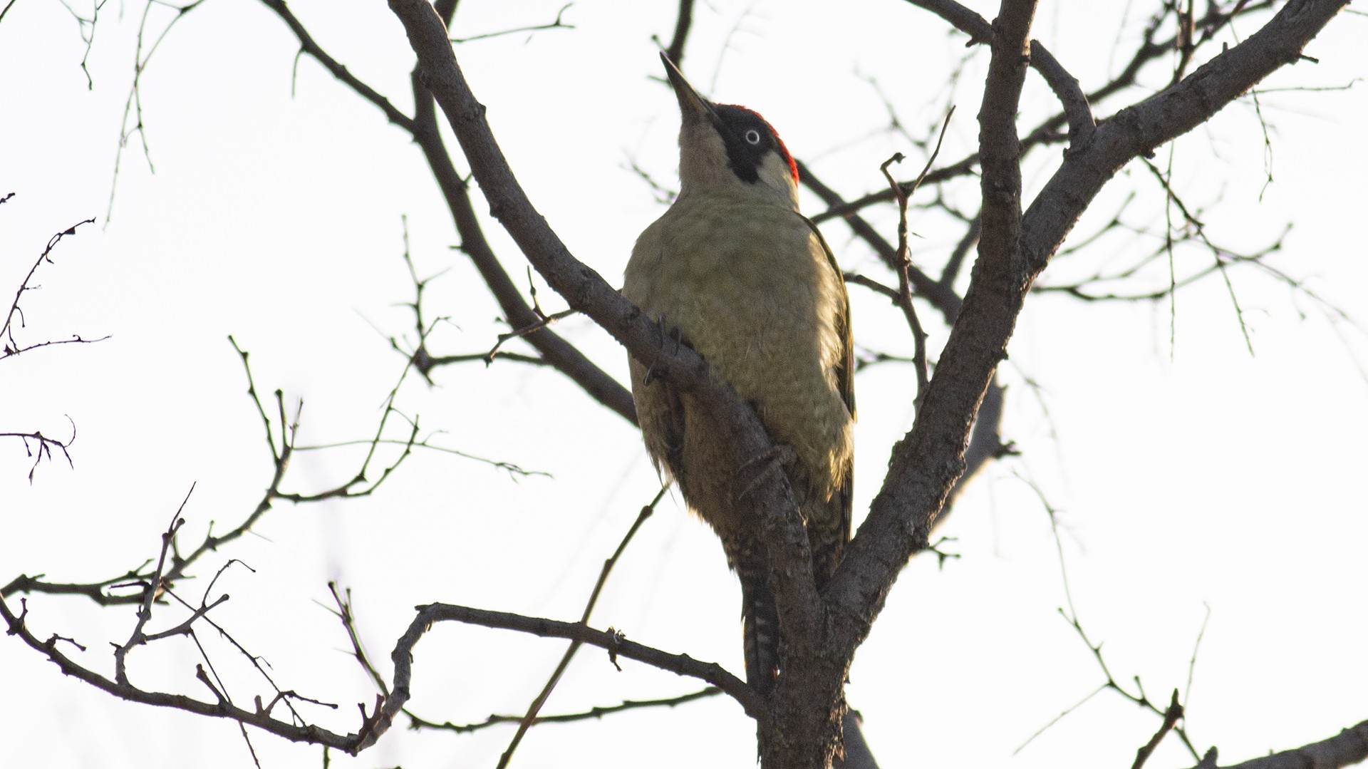 Eurasian Green Woodpecker