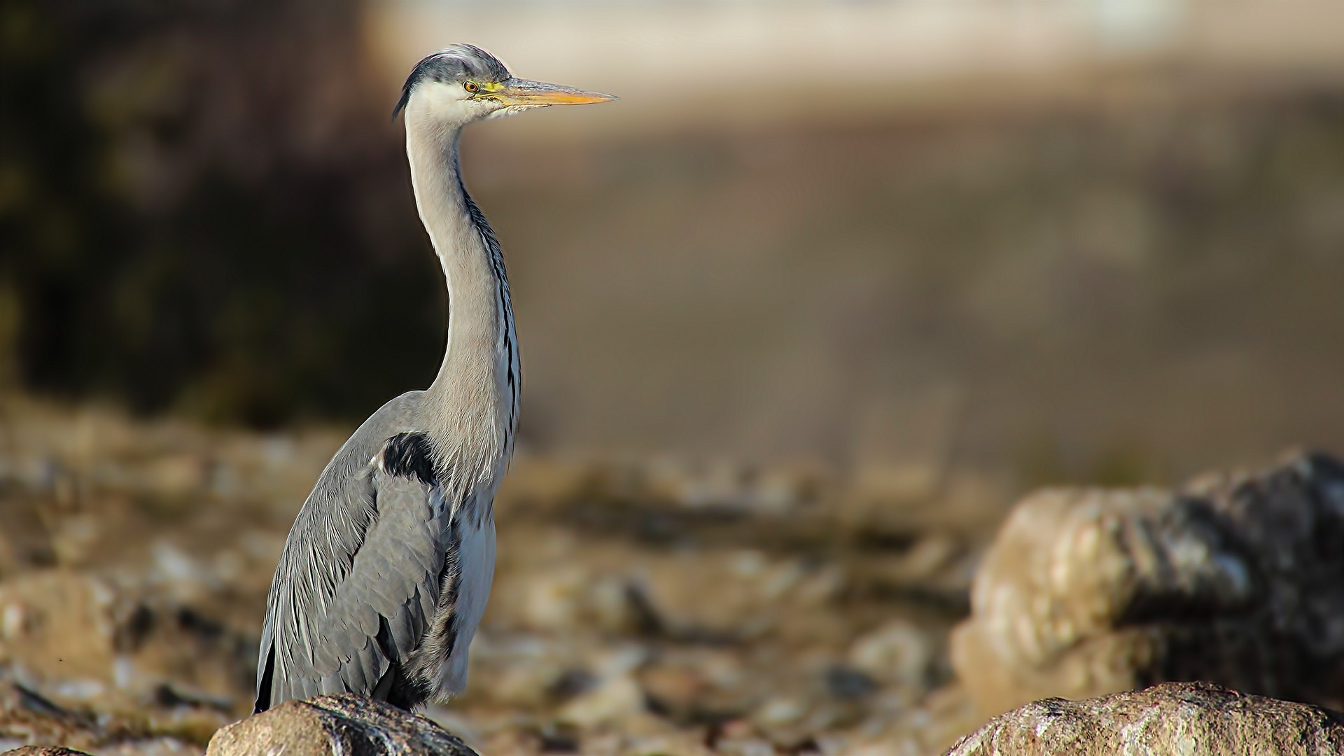 Grey Heron