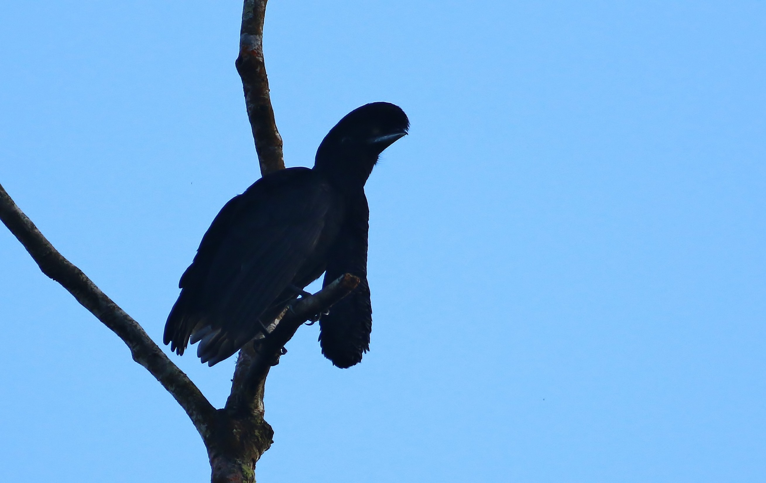 Long-wattled Umbrellabird