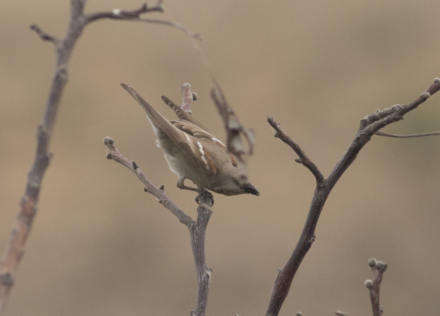 Chestnut-shouldered Bush-sparrow
