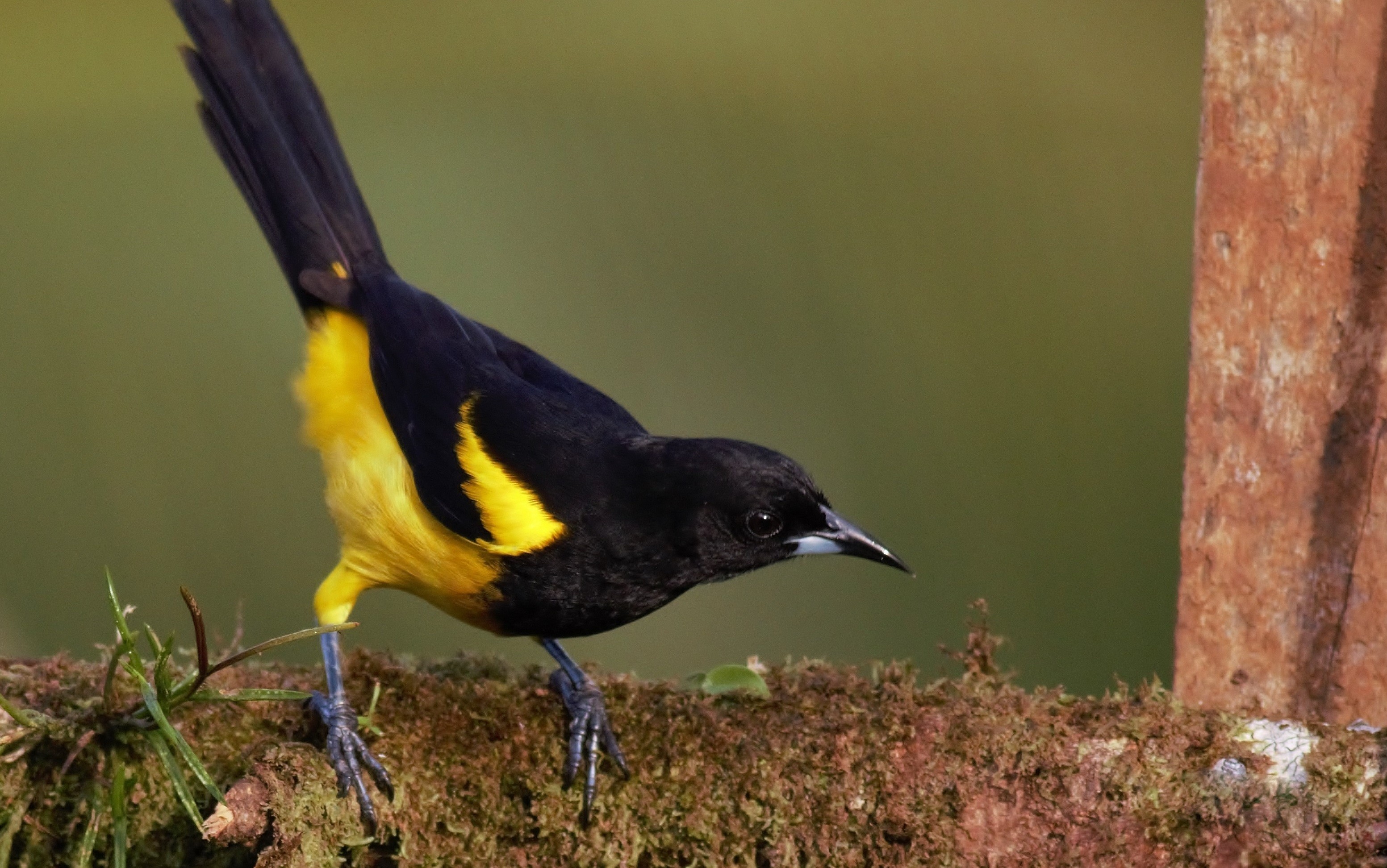 Black-cowled Oriole — Ana fotoğraf