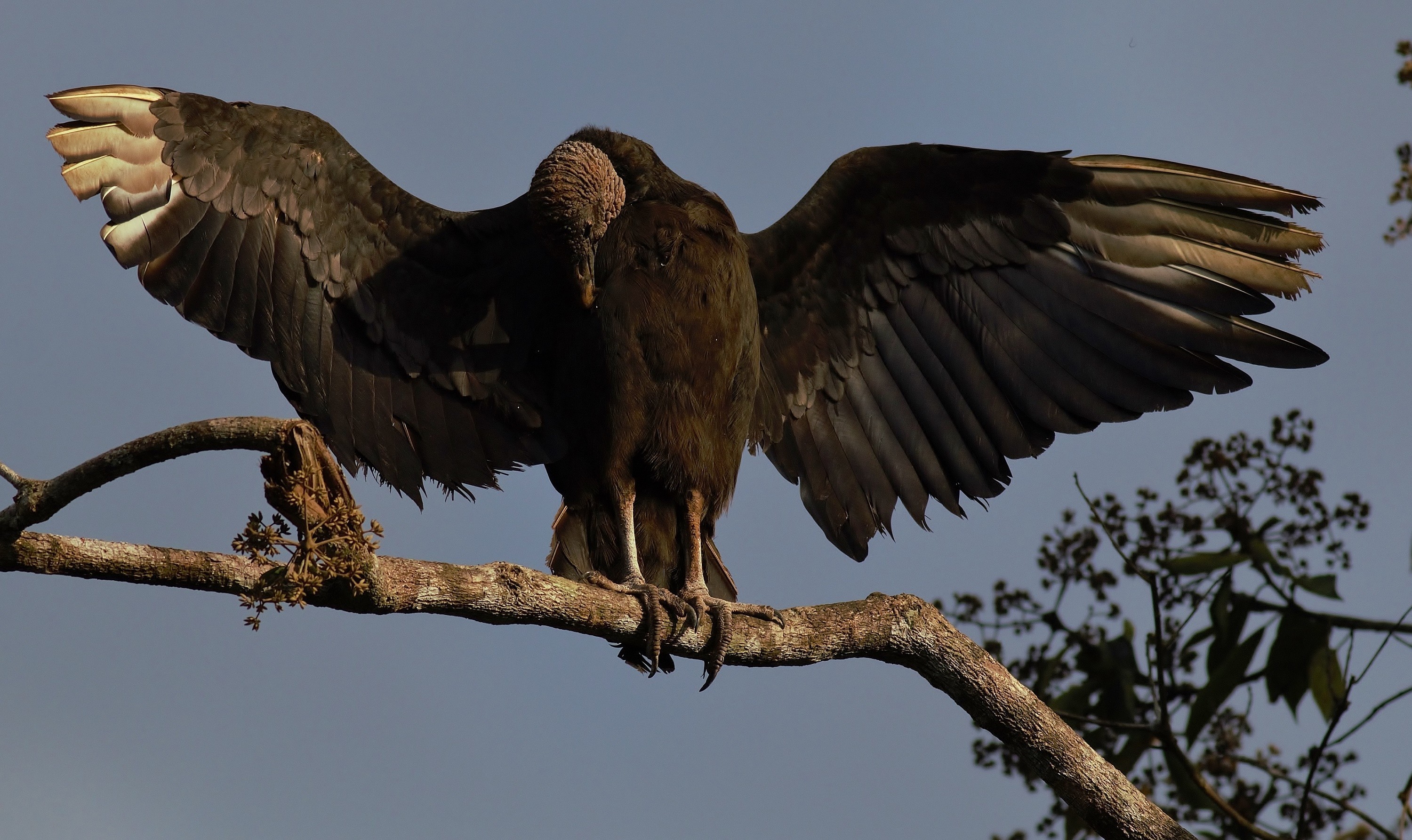 Black Vulture — Ana fotoğraf