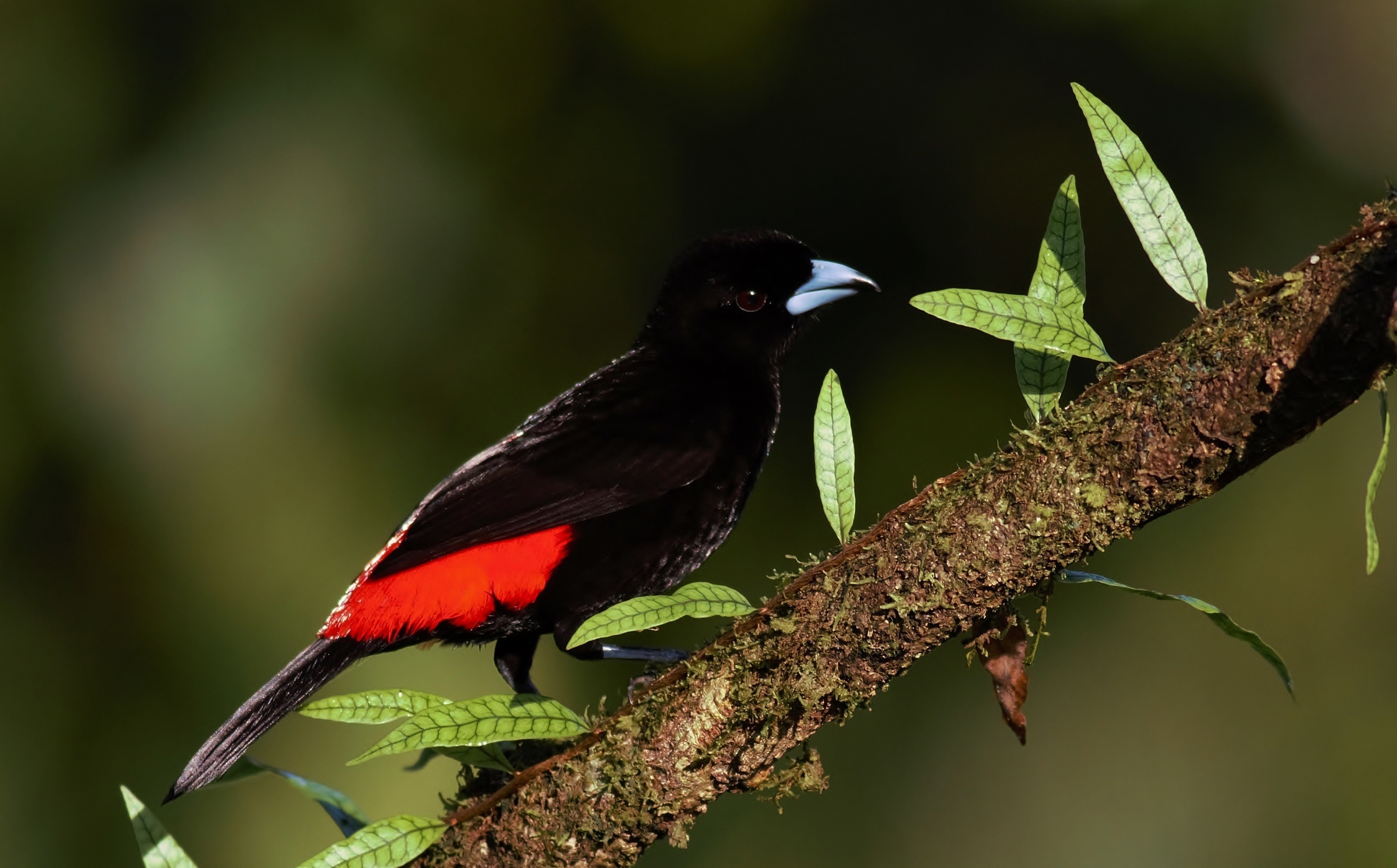 Scarlet-rumped Tanager — Ana fotoğraf