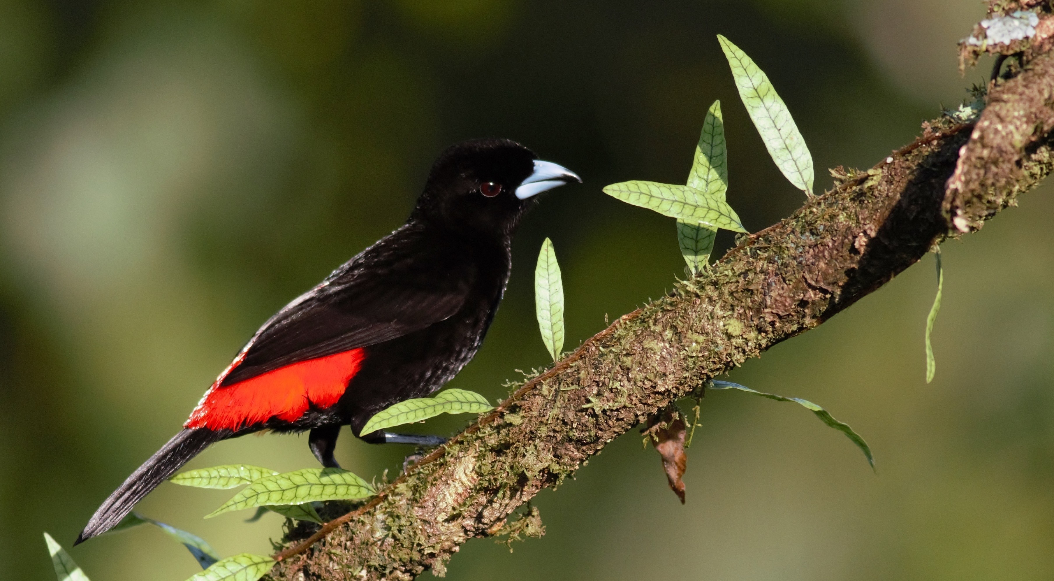 Scarlet-rumped Tanager — Ana fotoğraf