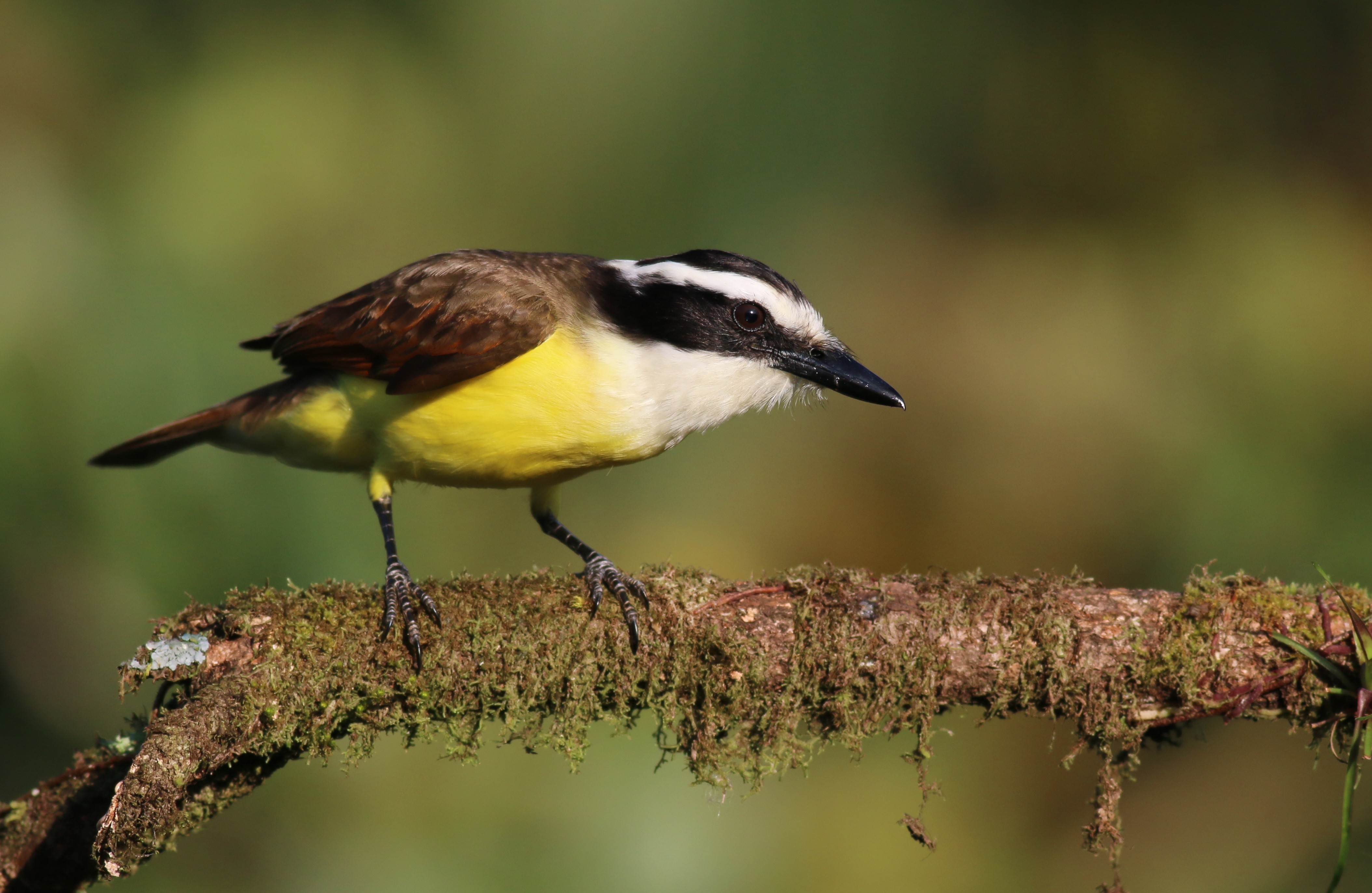 Great Kiskadee — Ana fotoğraf