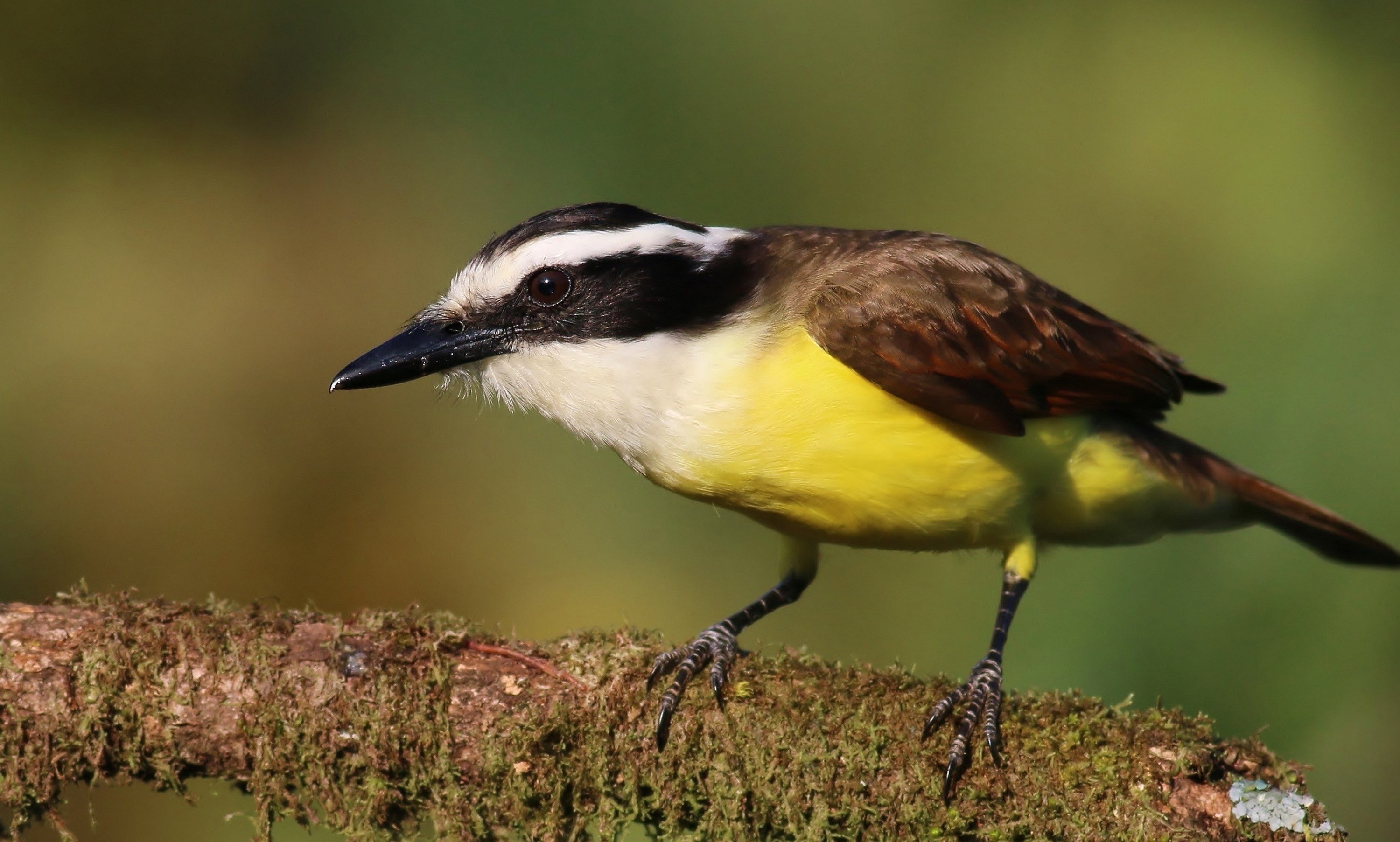 Great Kiskadee — Ana fotoğraf