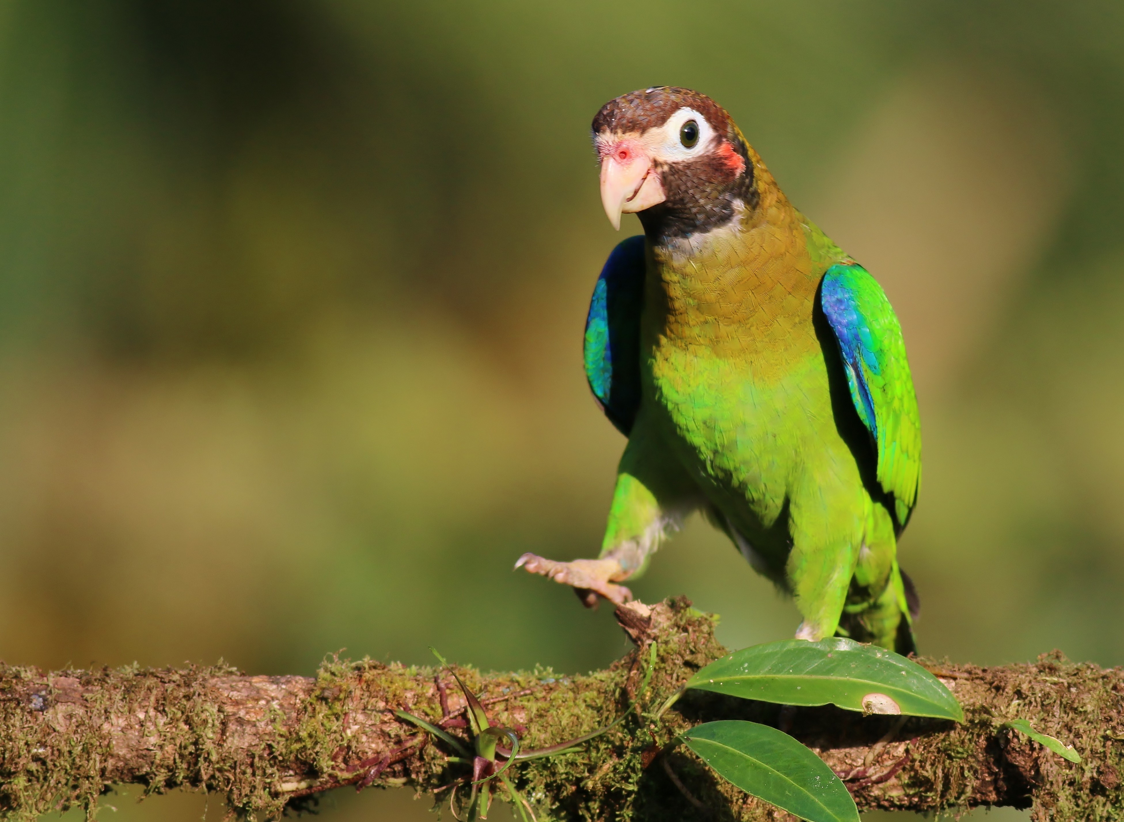Brown-hooded Parrot