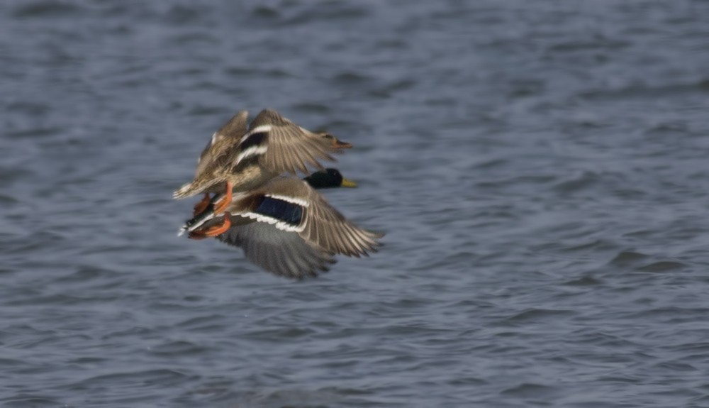 Mallard