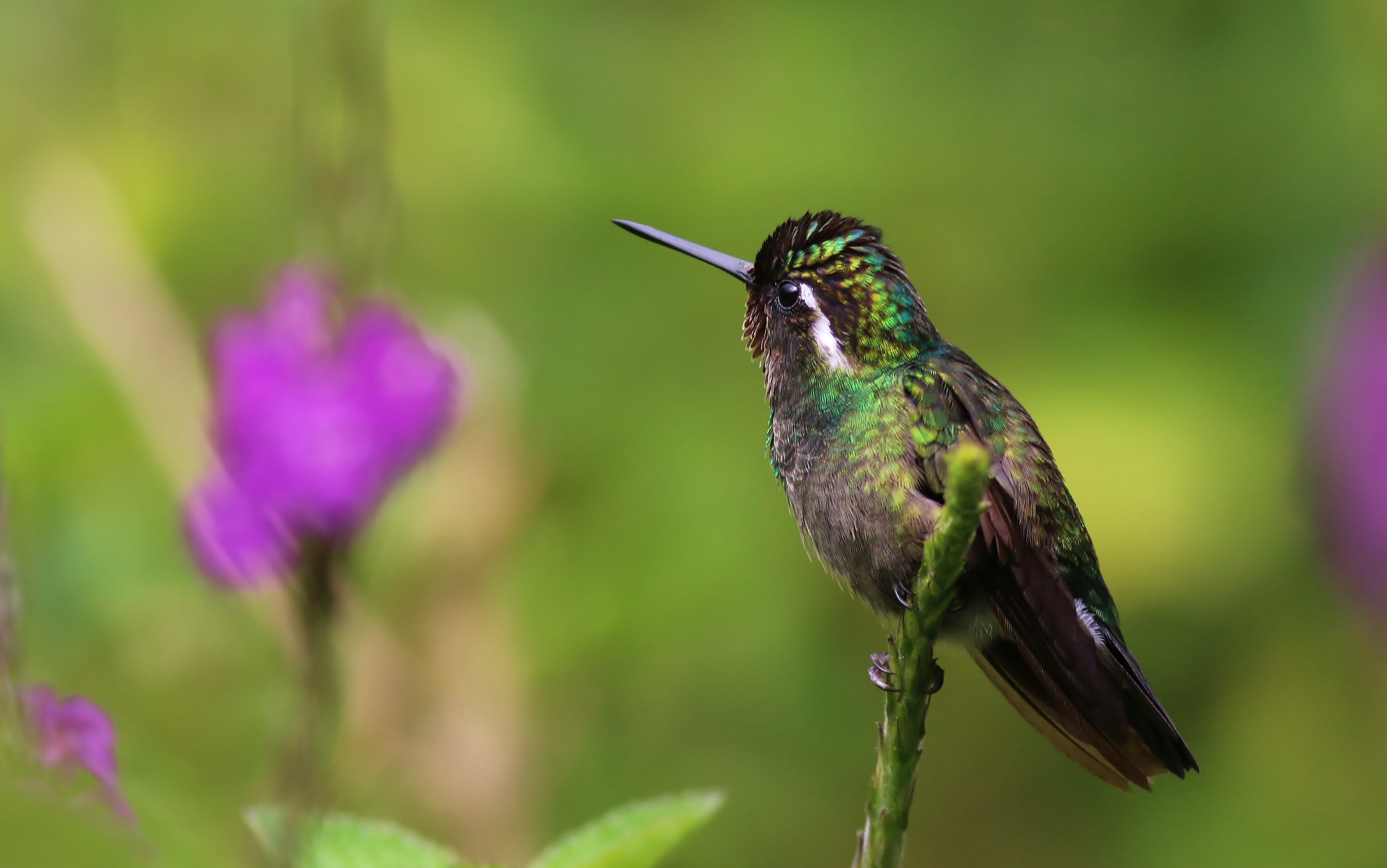 Purple-throated Mountain-gem