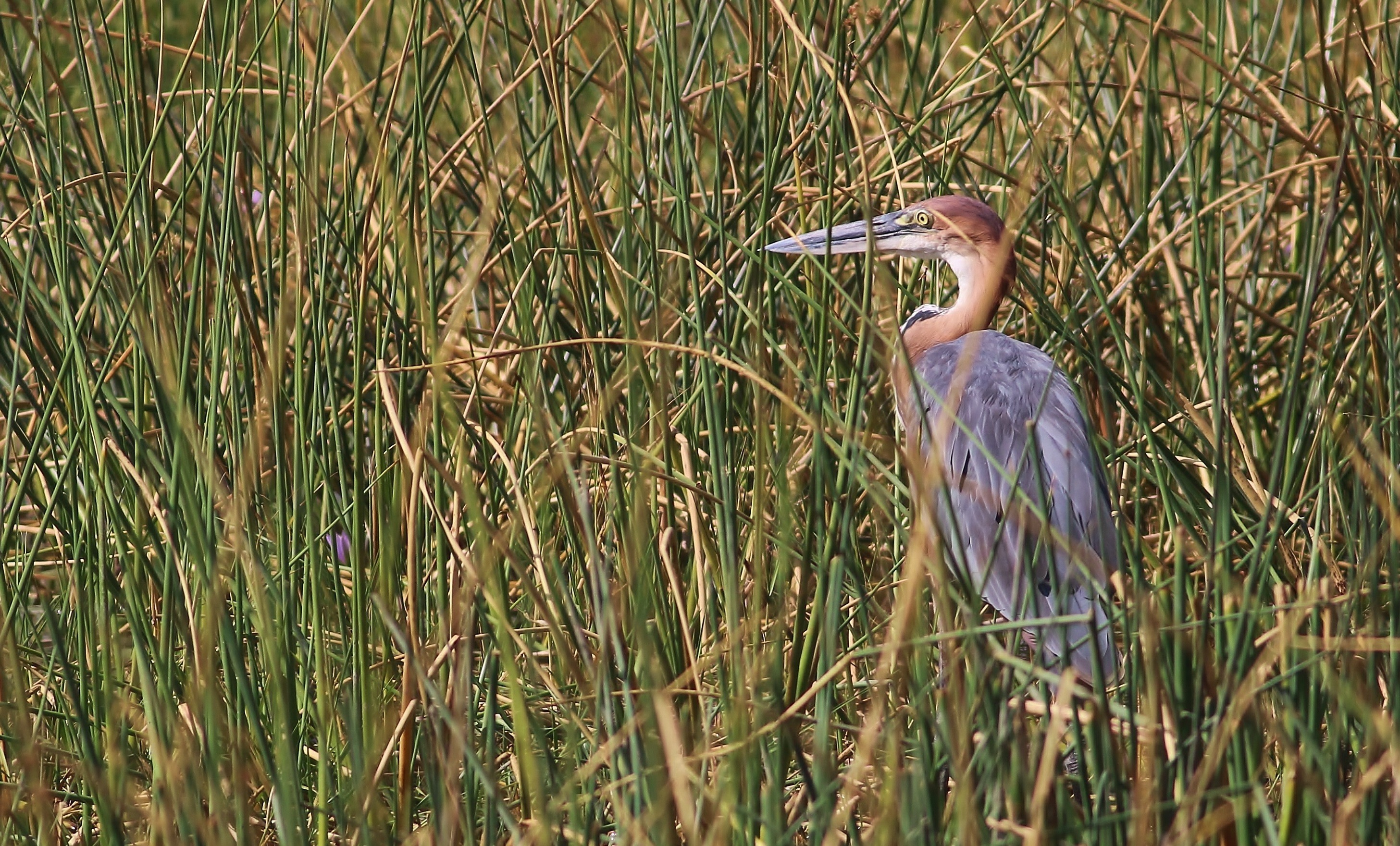 Goliath Heron — Ana fotoğraf