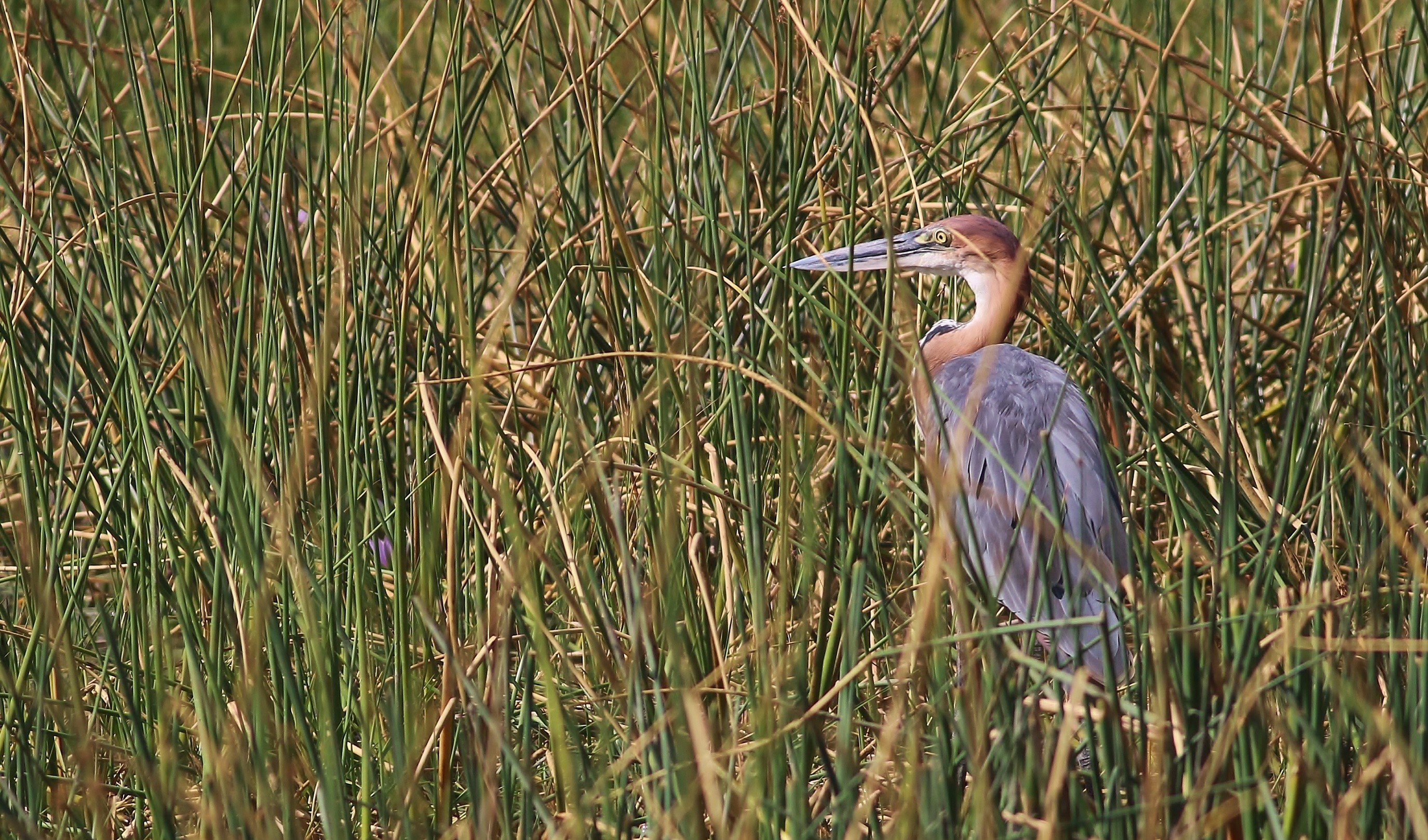 Goliath Heron