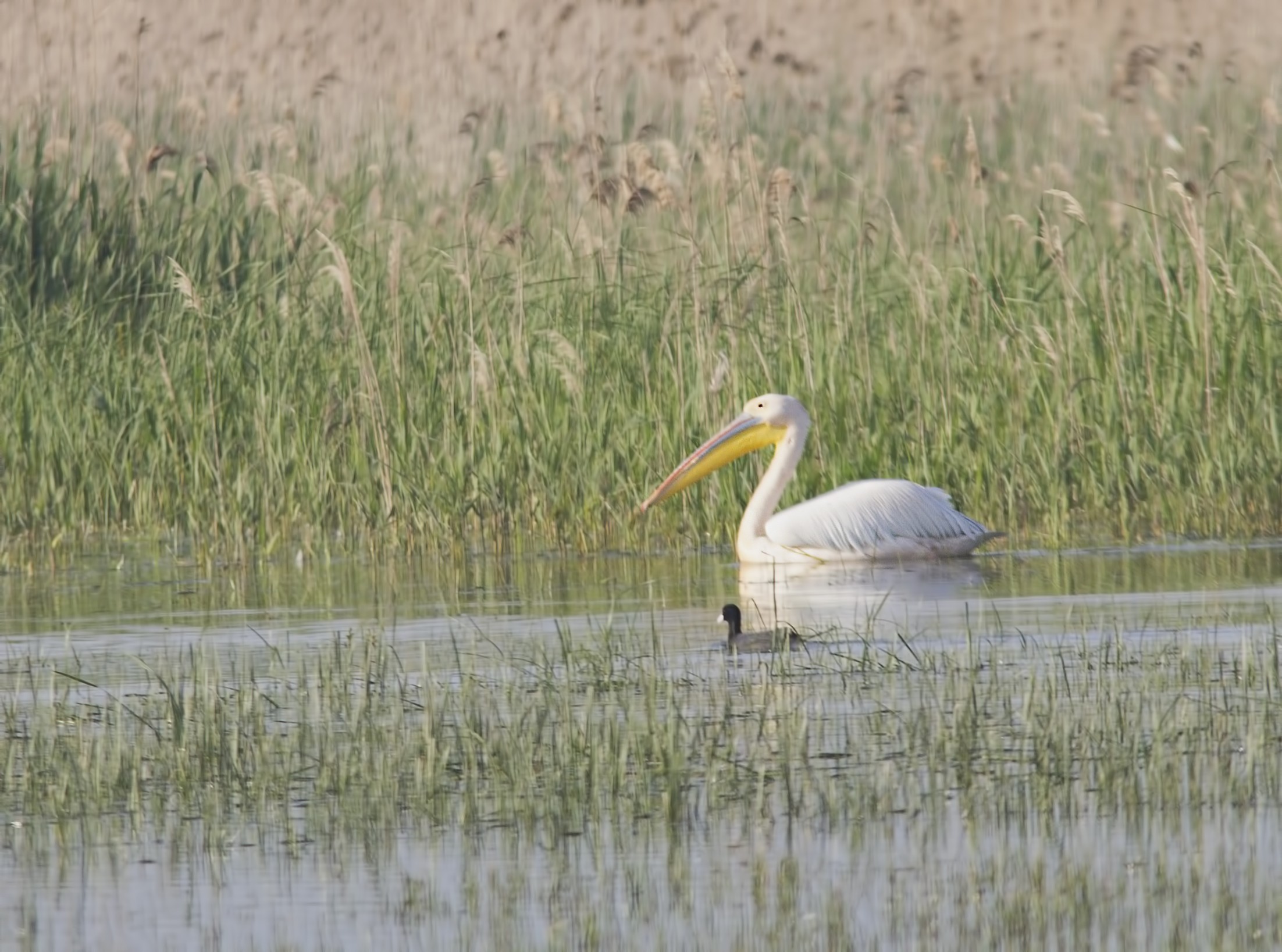 Great White Pelican