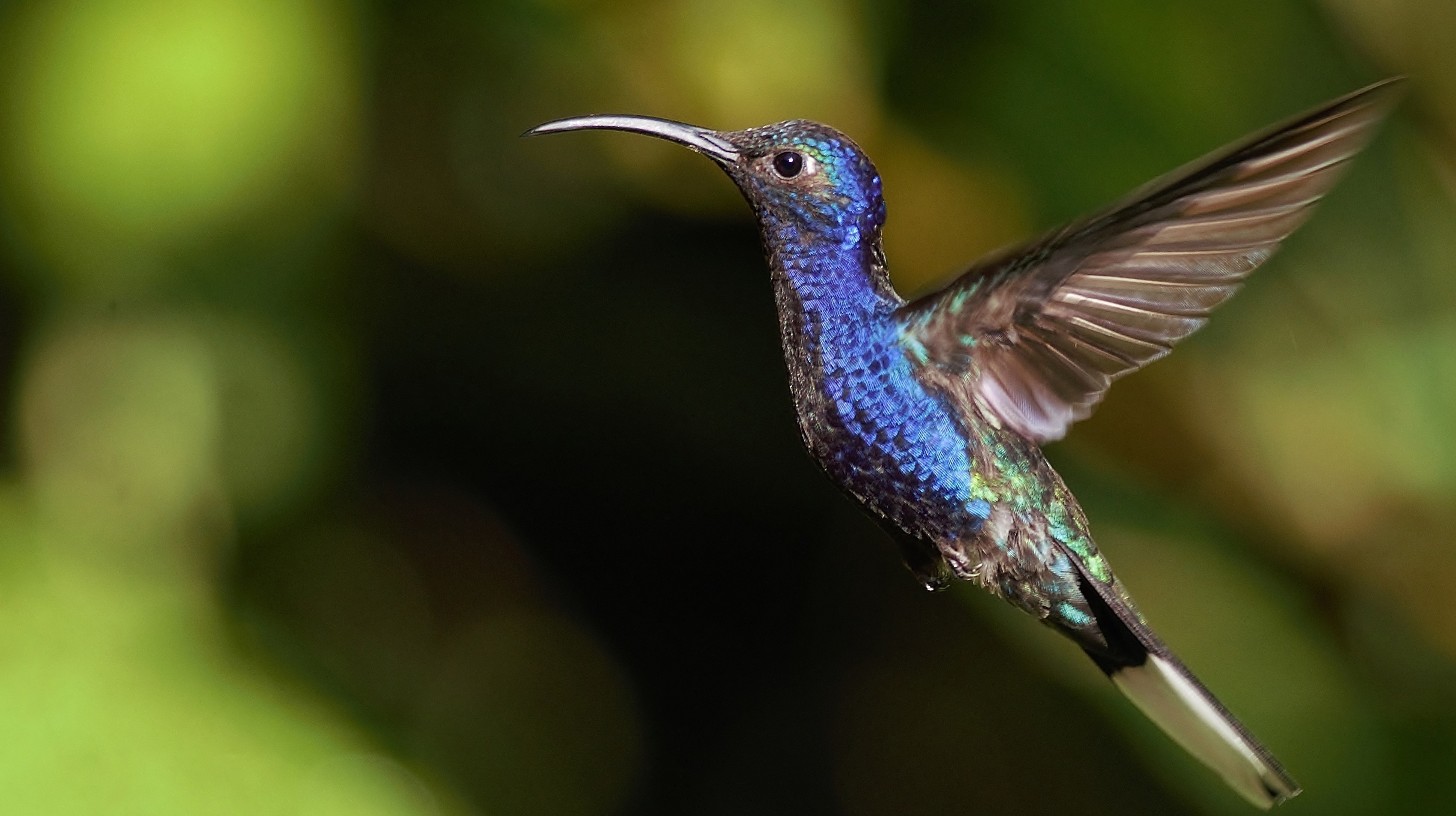 Violet Sabrewing — Ana fotoğraf