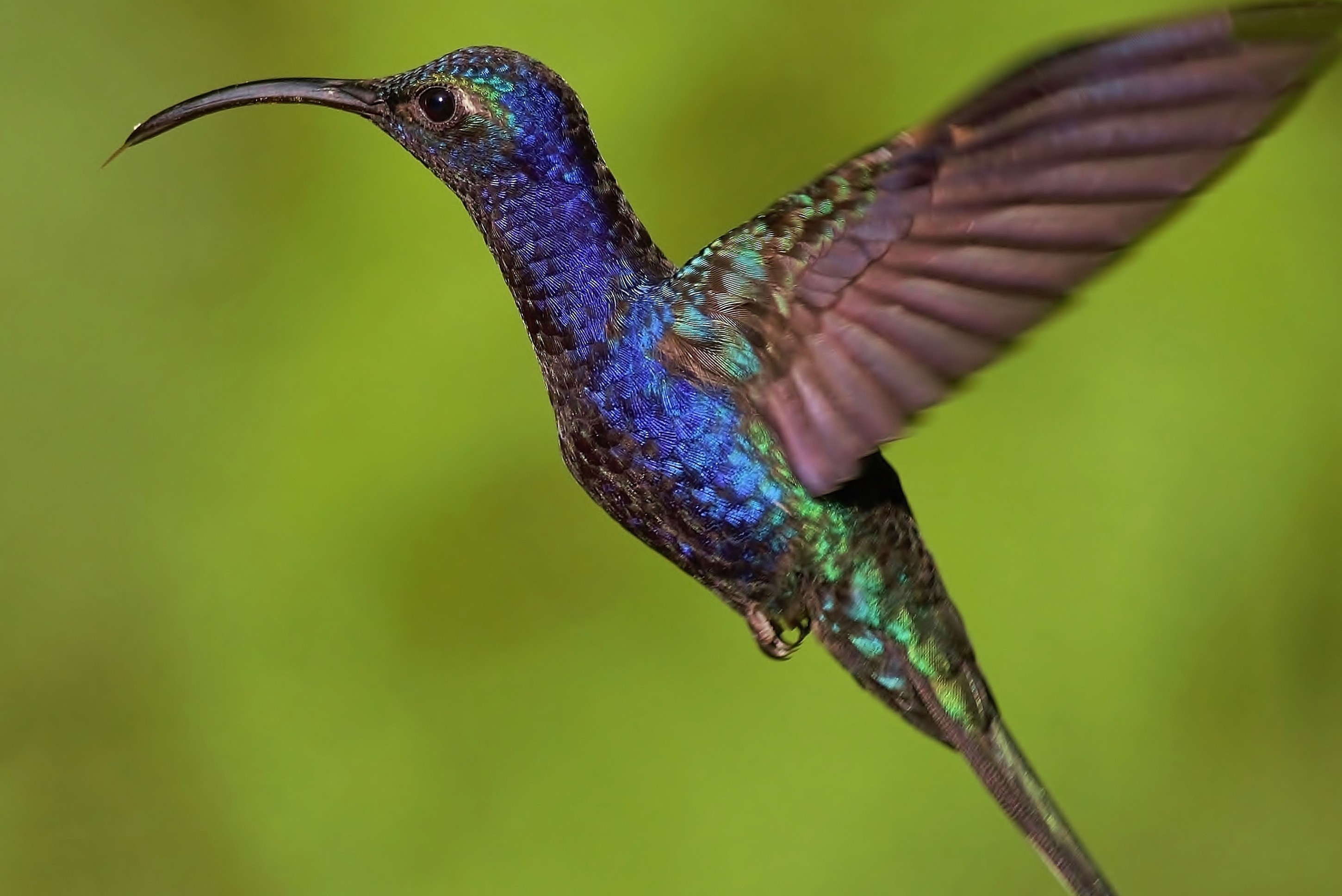 Violet Sabrewing — Ana fotoğraf