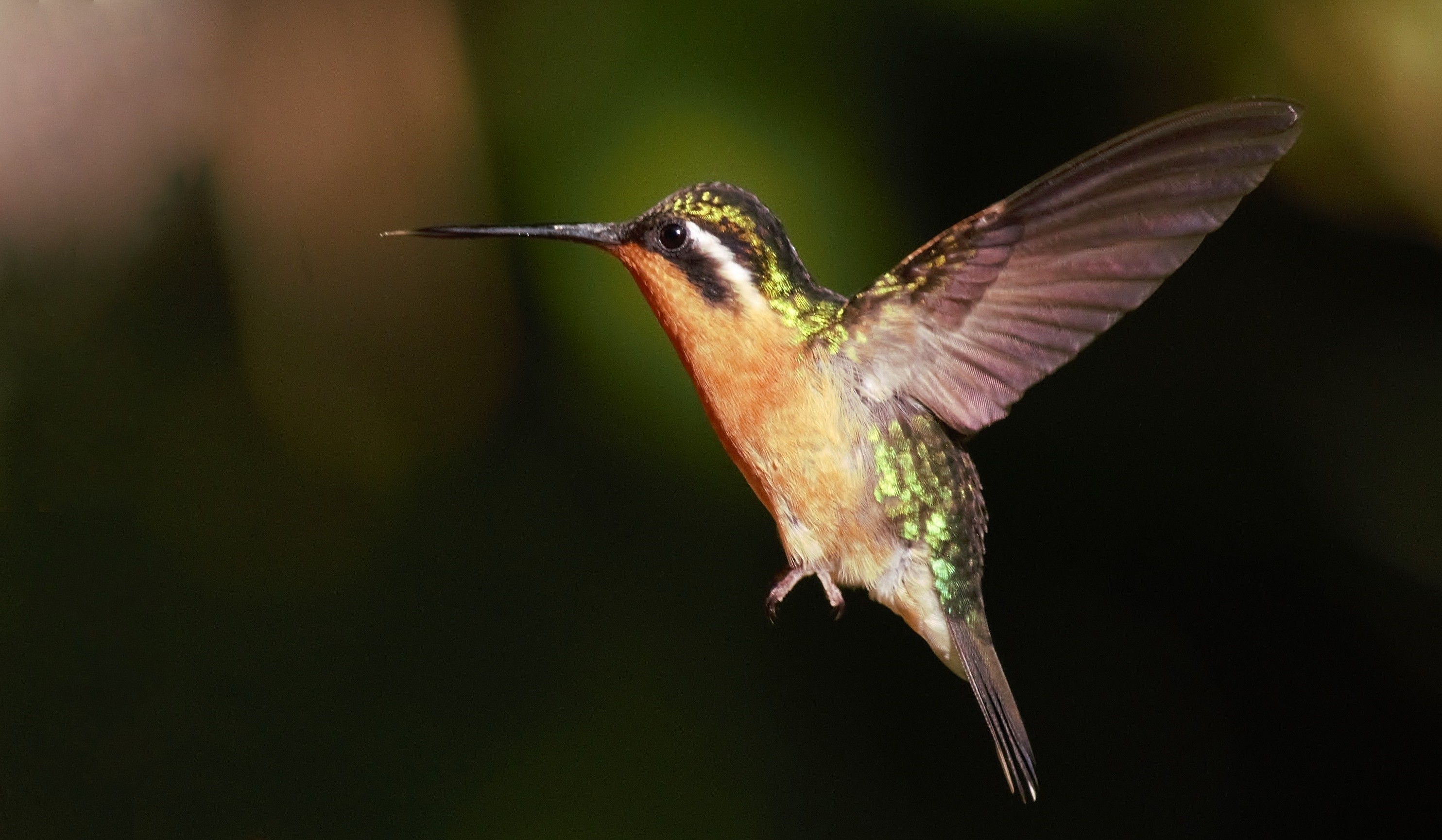 Purple-throated Mountain-gem
