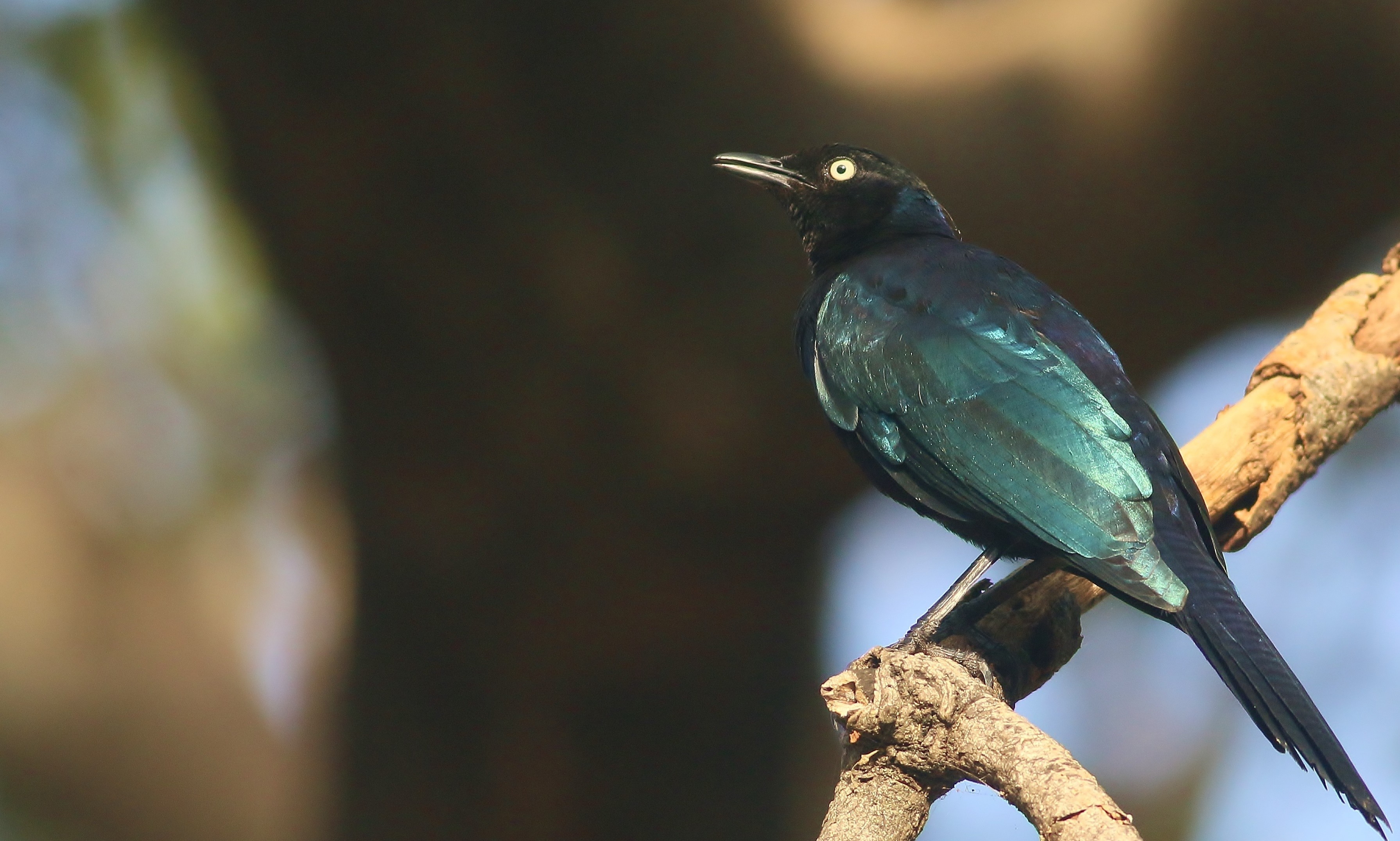 Rüppell's Starling — Ana fotoğraf
