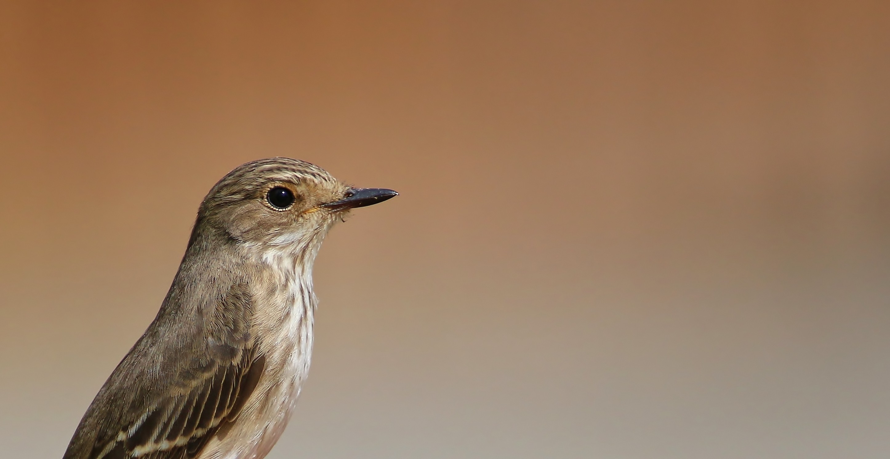 Spotted Flycatcher