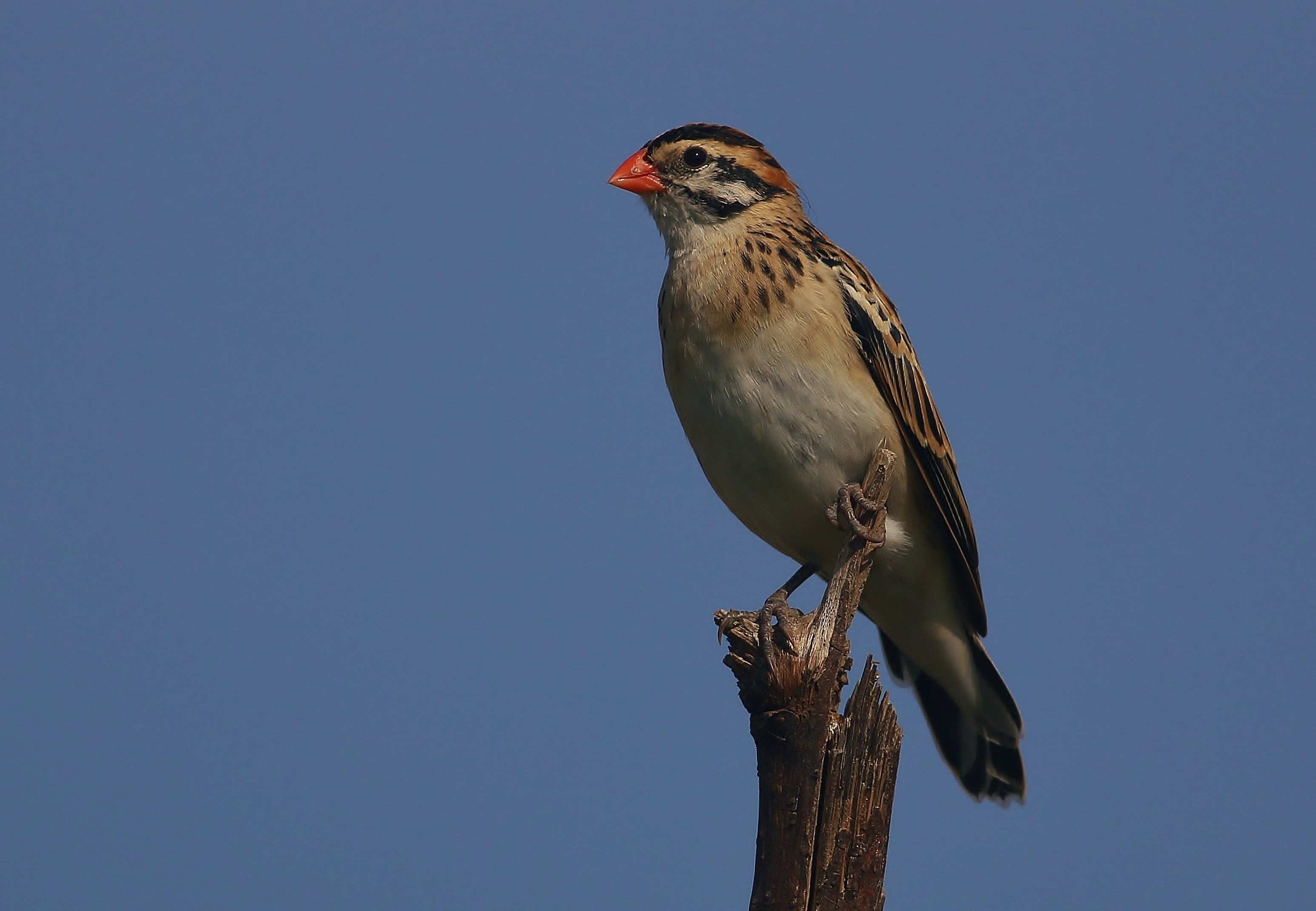 Pin-tailed Whydah